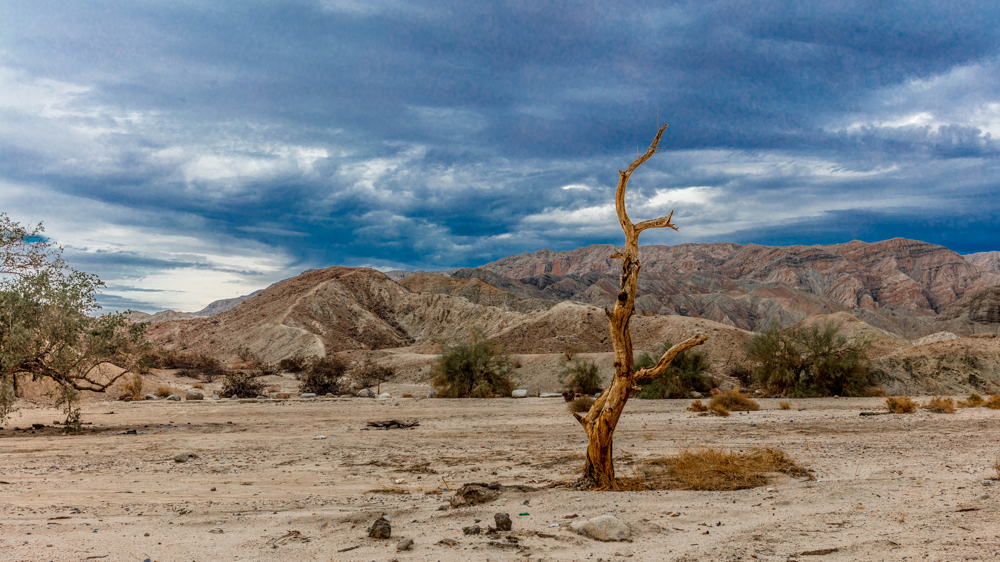 Canon EOS 5DS + Canon EF 16-35mm F2.8L USM sample photo. The lonely tree in the desert photography