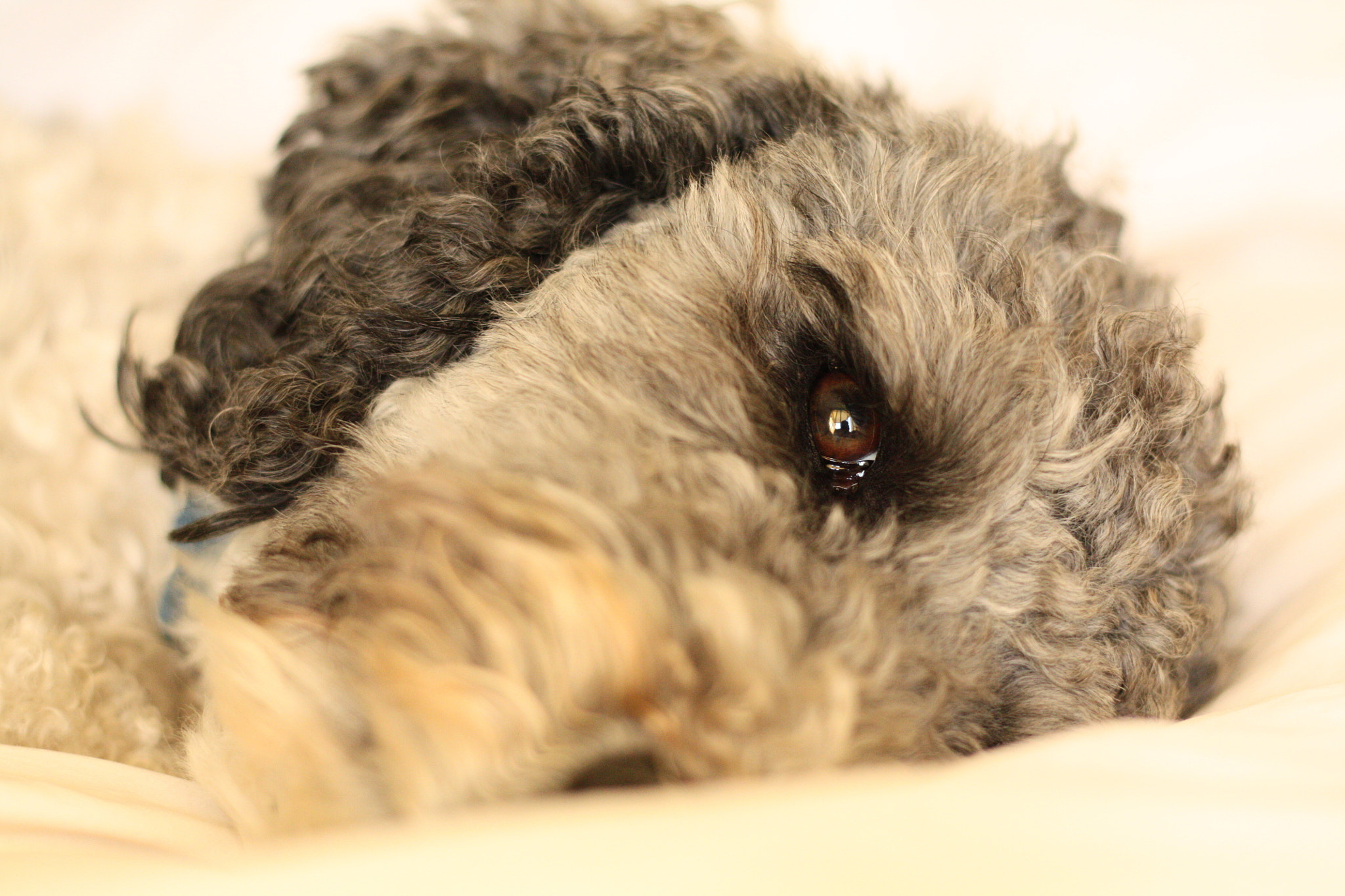 Canon EOS 450D (EOS Rebel XSi / EOS Kiss X2) sample photo. Sleeping beauty photography