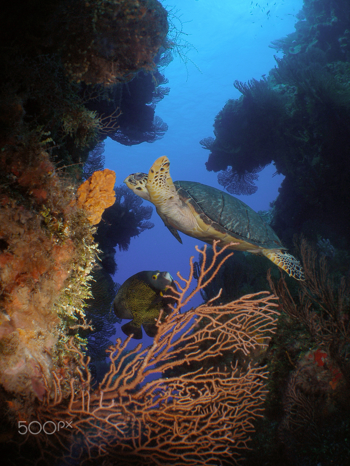 Olympus SP350 sample photo. Hawksbill turtle and angelfish on the reef photography