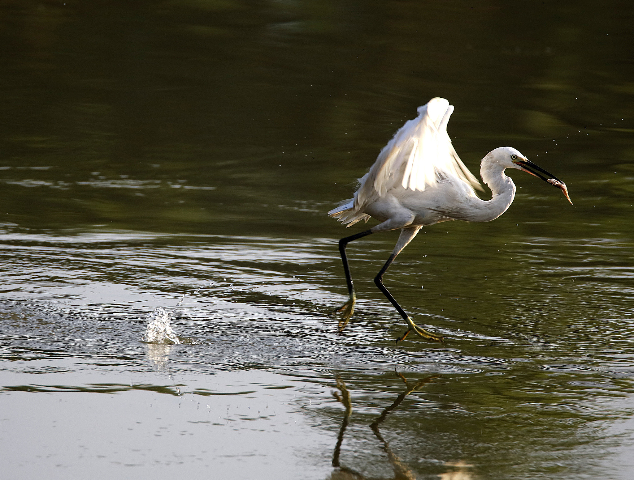 Tamron SP 150-600mm F5-6.3 Di VC USD sample photo. Egrets photography