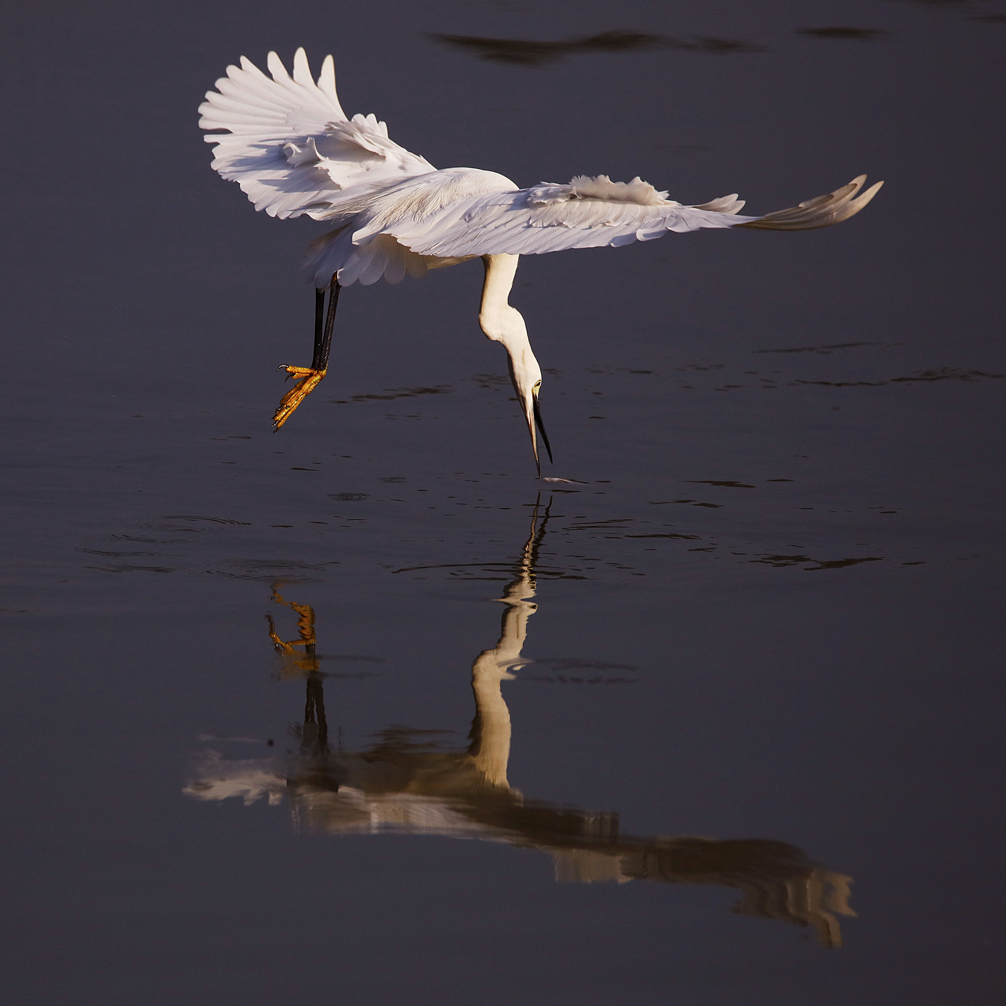 Tamron SP 150-600mm F5-6.3 Di VC USD sample photo. Egrets photography