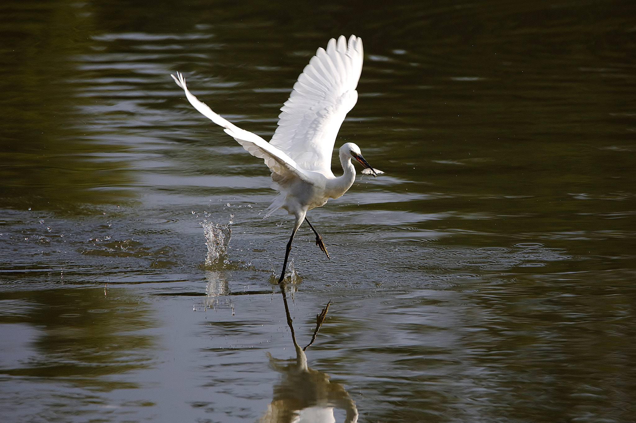 Canon EOS 5DS R + Tamron SP 150-600mm F5-6.3 Di VC USD sample photo. Egrets photography