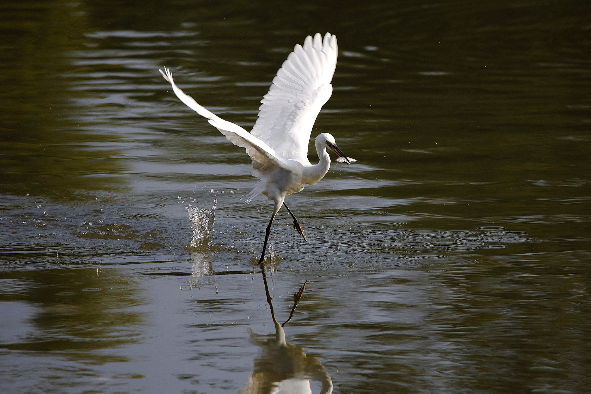 Tamron SP 150-600mm F5-6.3 Di VC USD sample photo. Egrets photography