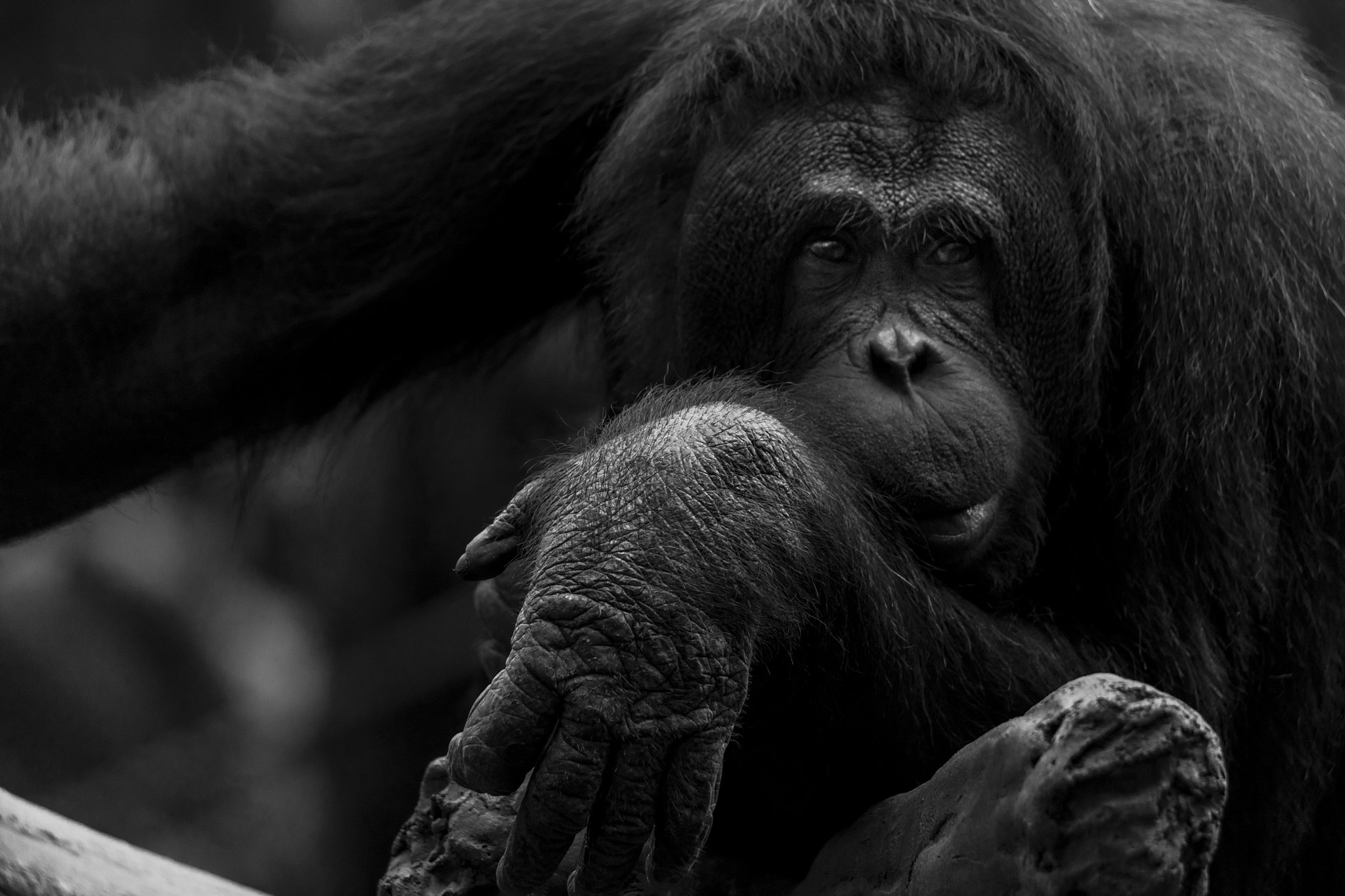 Tamron SP 150-600mm F5-6.3 Di VC USD sample photo. Orangutan photography