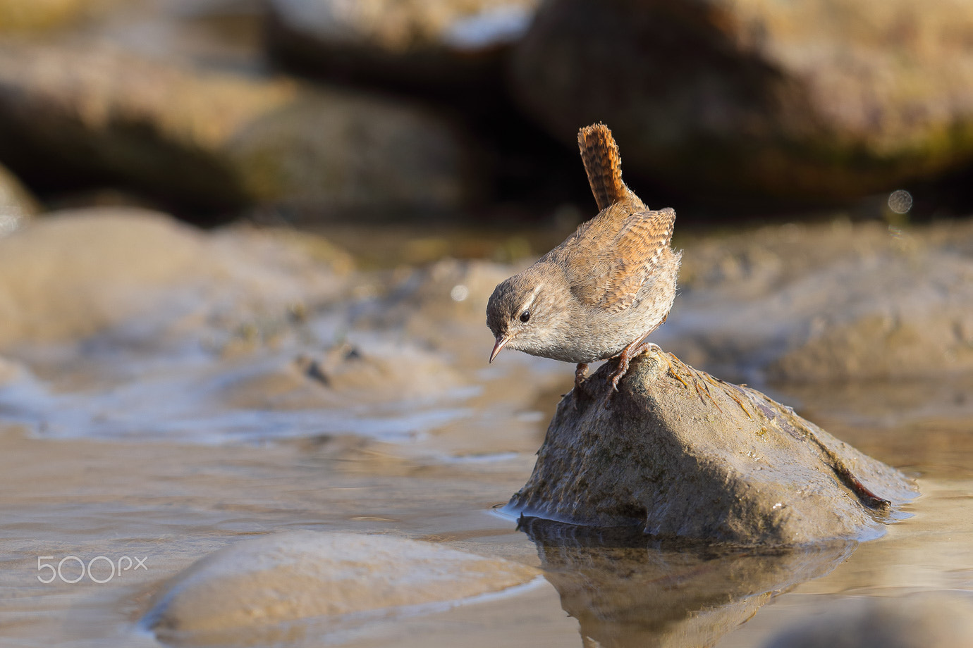 Canon EF 600mm F4L IS II USM sample photo. Wren photography
