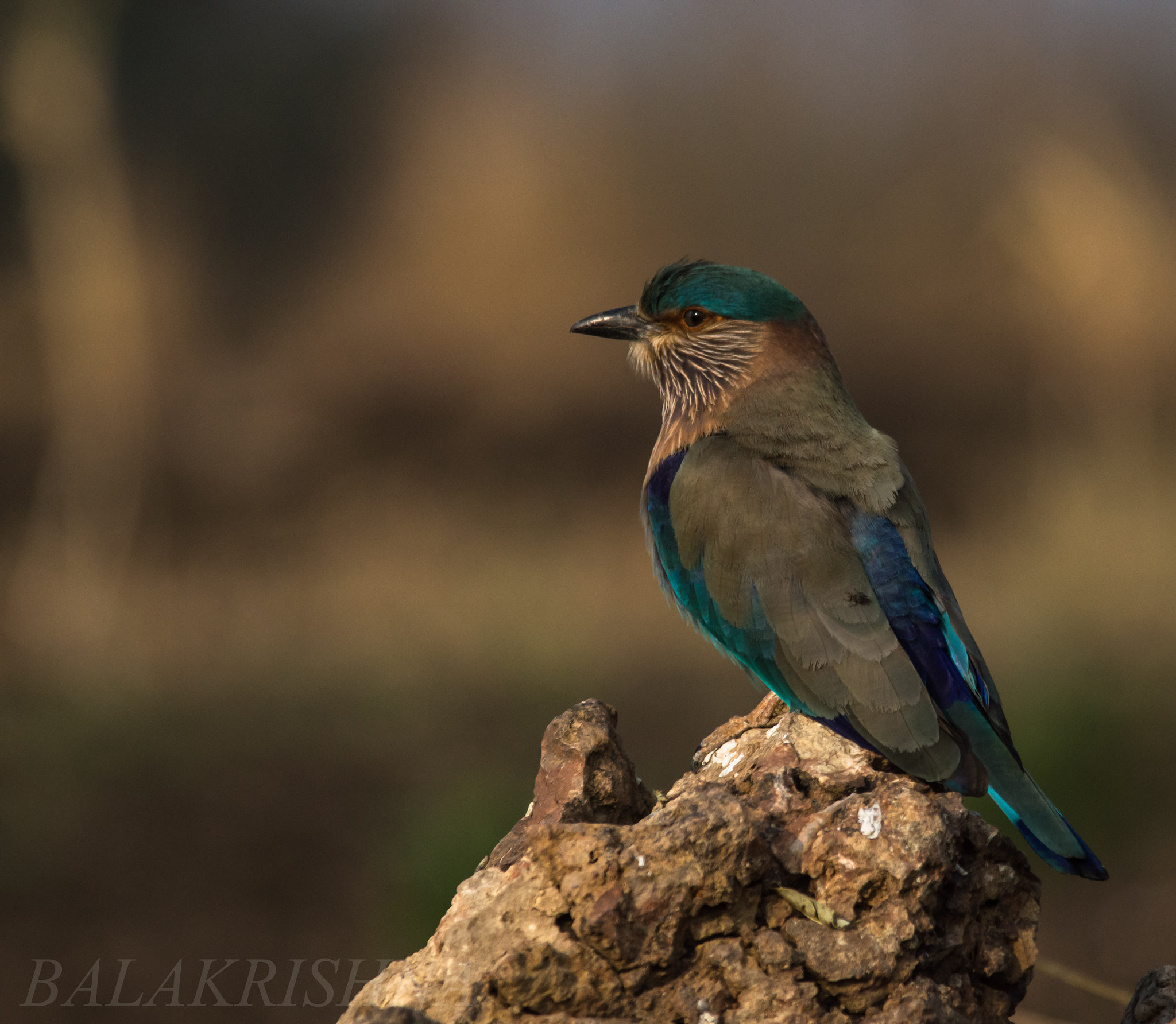 Sigma 150-500mm F5-6.3 DG OS HSM sample photo. Indian roller  photography