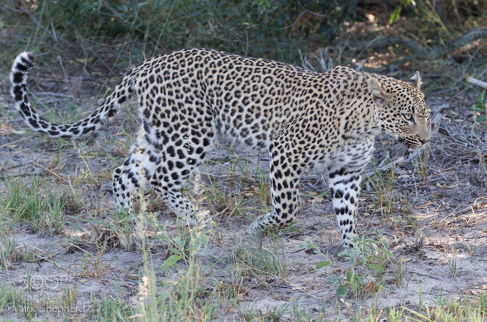 Canon EOS-1D X sample photo. Leopard a photography