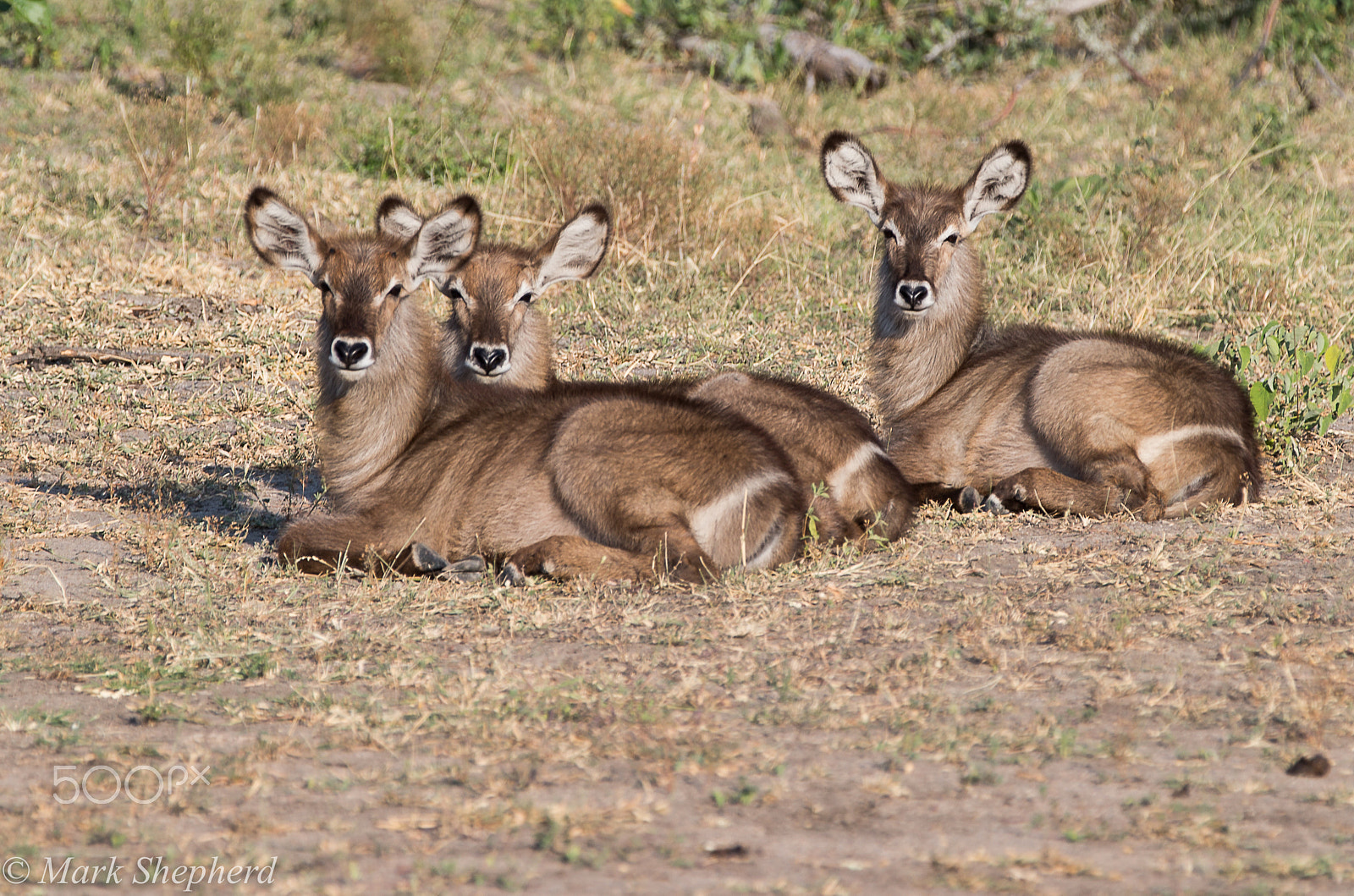 Canon EOS-1D X sample photo. Water buck fe photography