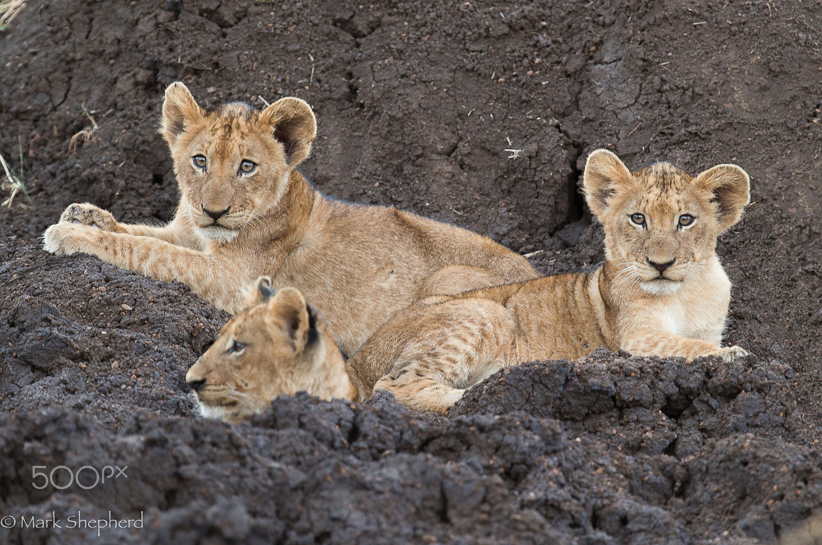 Canon EF 300mm F2.8L IS II USM sample photo. Lion cubs b photography