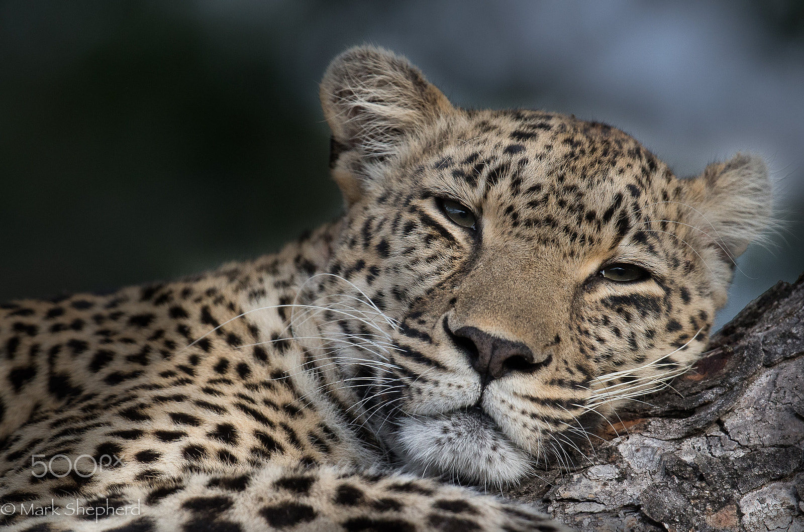 Canon EOS-1D X + Canon EF 300mm F2.8L IS II USM sample photo. Relaxing leopard  photography