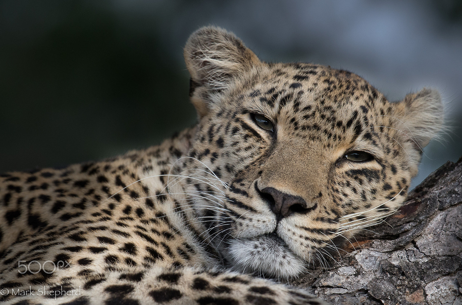 Canon EF 300mm F2.8L IS II USM sample photo. Relaxing leopard  photography