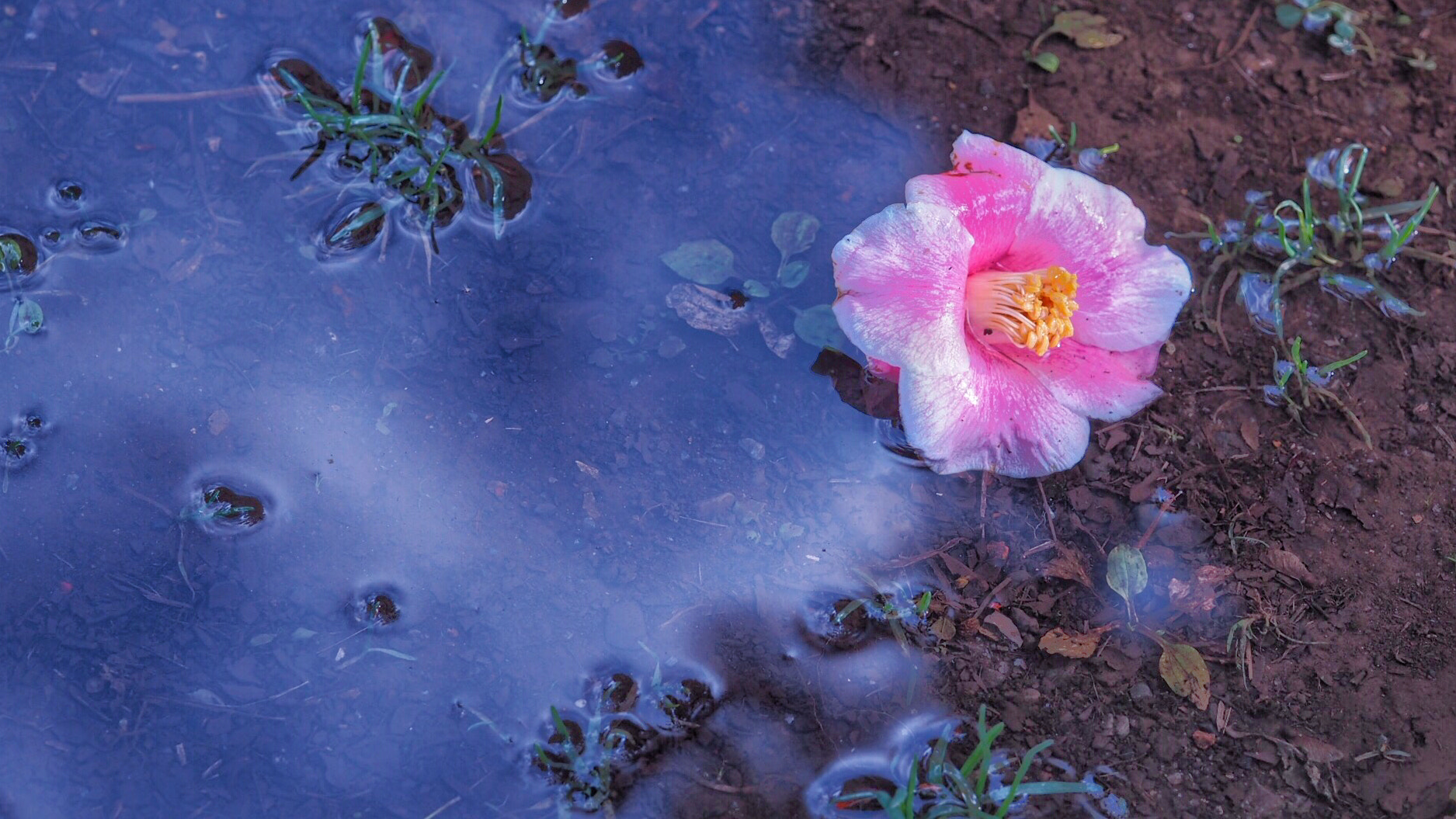 Olympus PEN E-PL7 sample photo. A fallen camellia after the rain photography