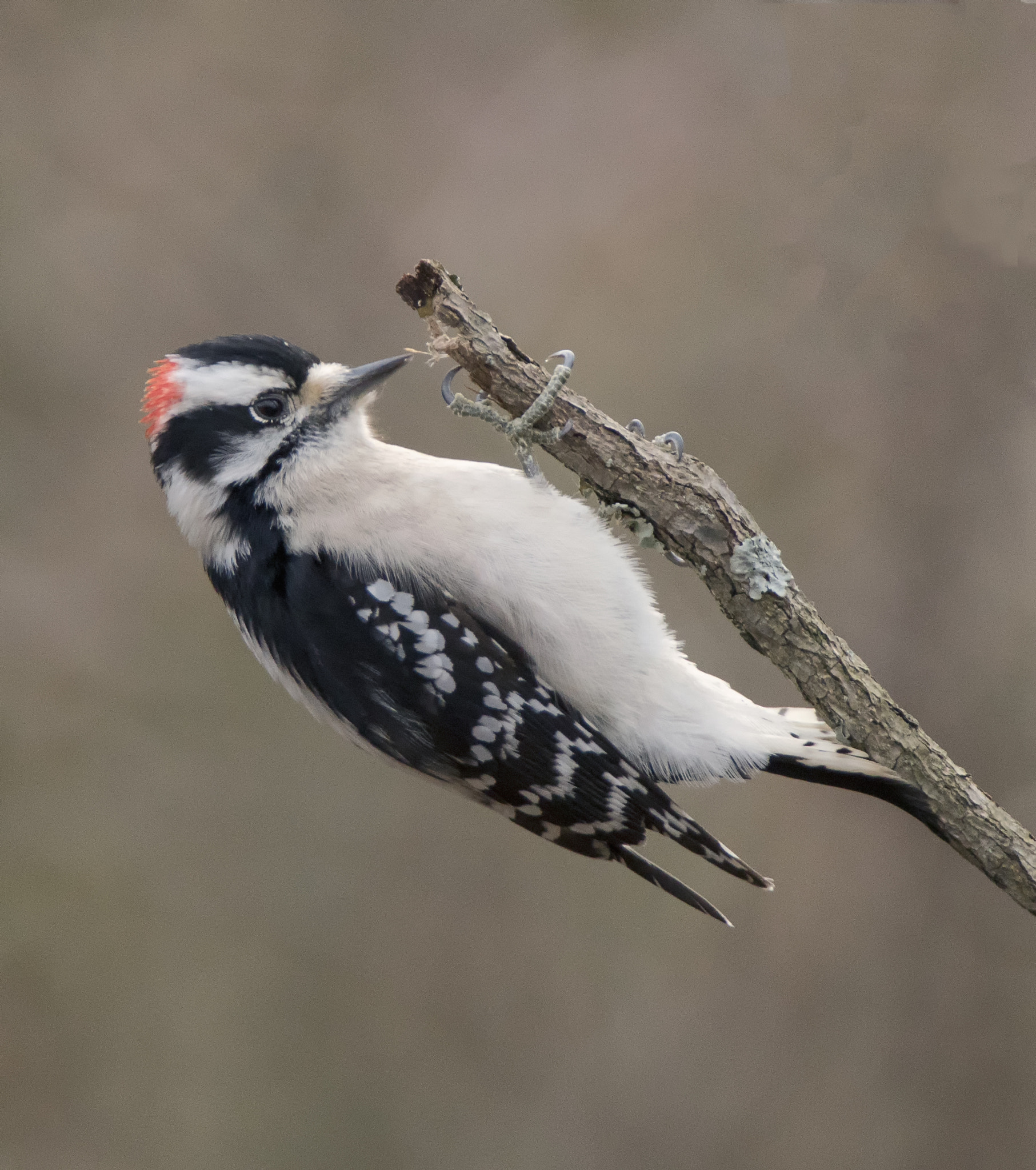 Sony ILCA-77M2 sample photo. Downy woodpecker photography