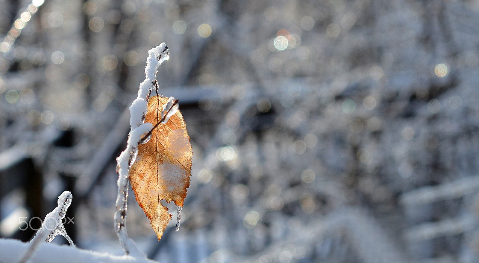 Nikon D600 sample photo. A winter moment photography