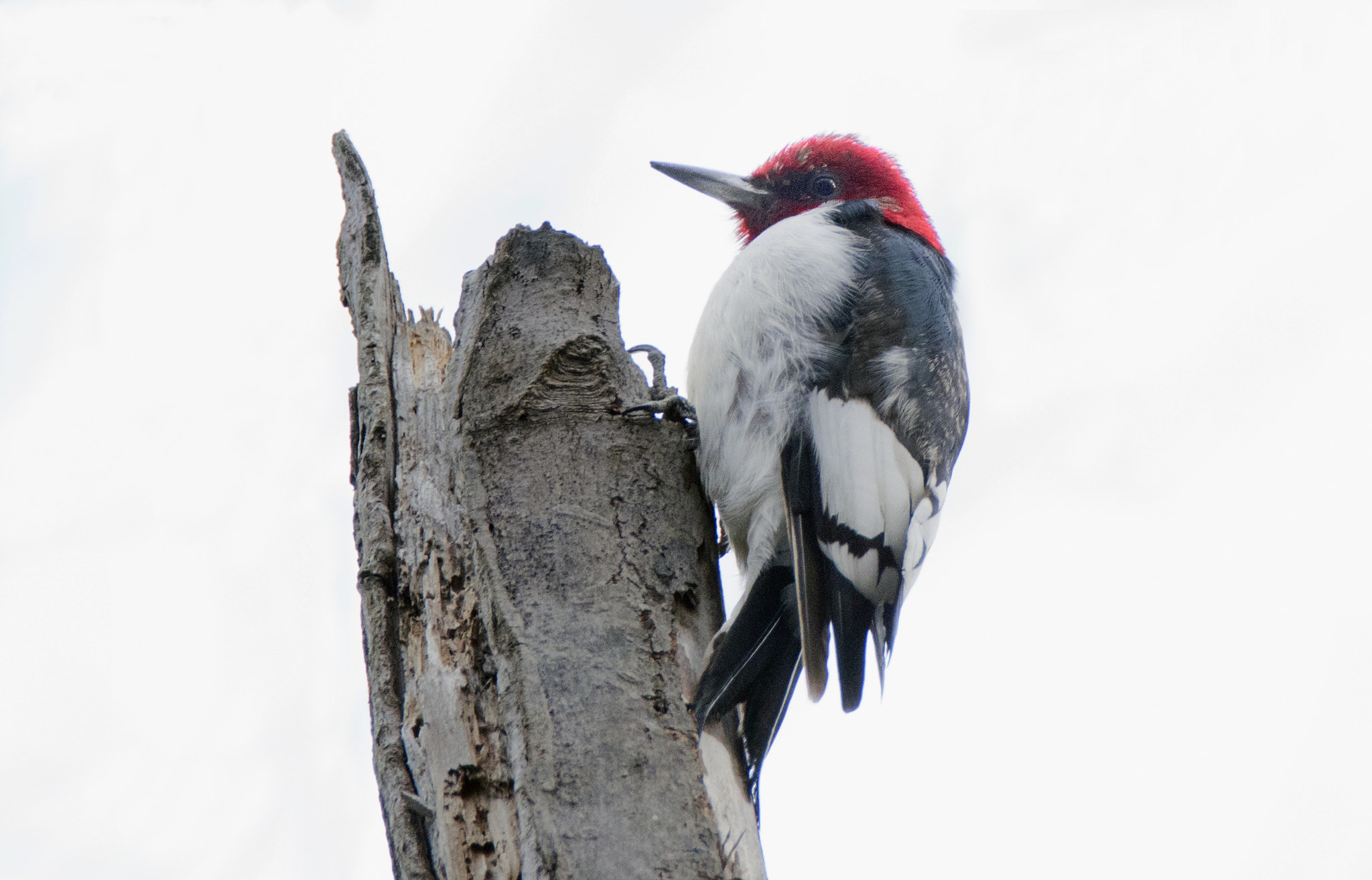 Sony ILCA-77M2 sample photo. Red headed woodpecker photography