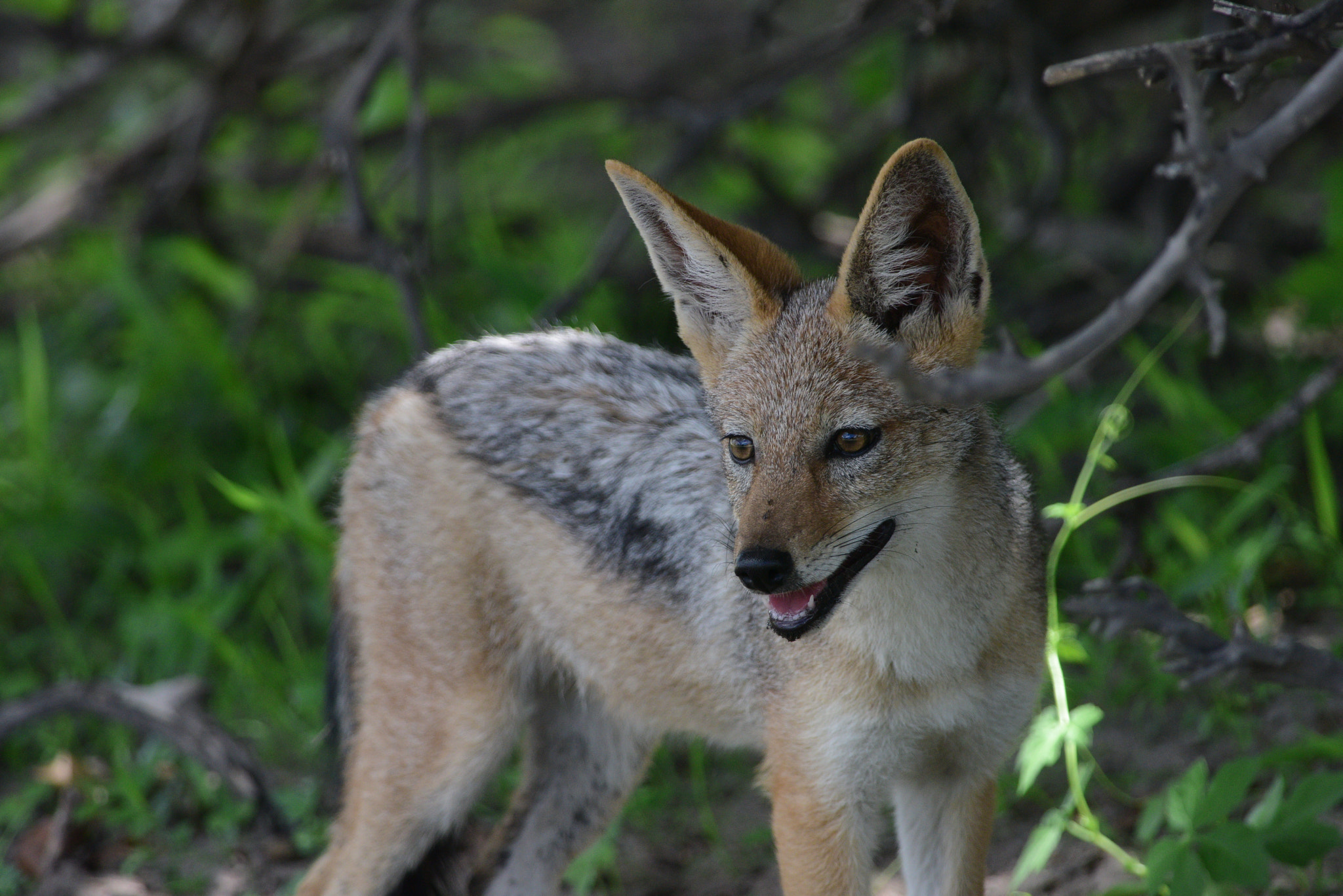 Nikon D810 sample photo. Africa, wild encounter photography