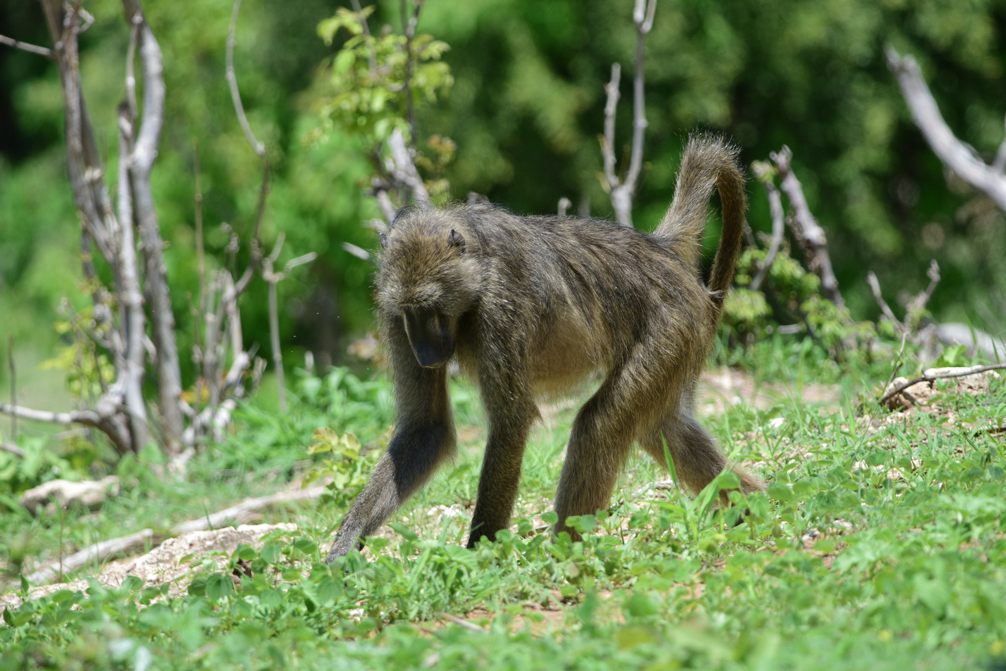 Nikon D810 sample photo. Africa, wild encounter photography