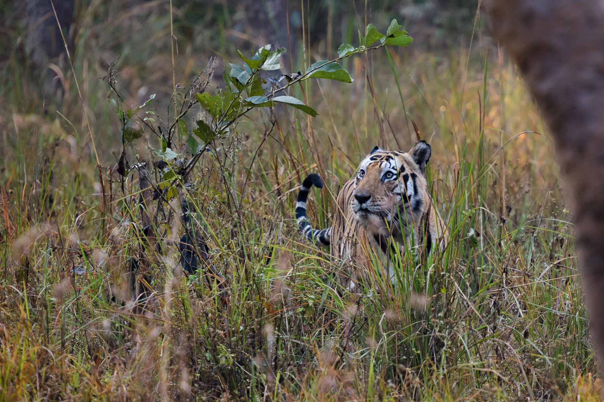 Nikon D500 sample photo. Munna the tiger photography