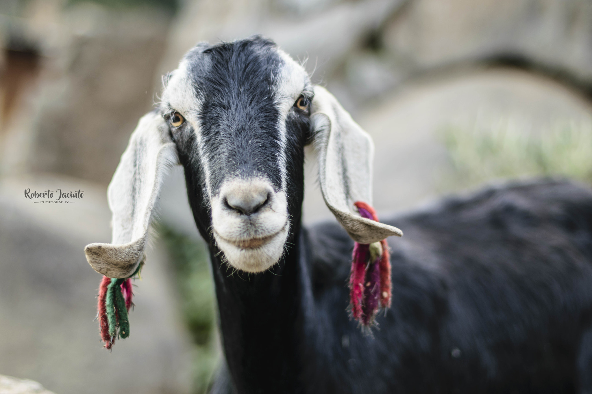Nikon D5300 + Nikon AF-S Nikkor 50mm F1.4G sample photo. Goat portrait photography