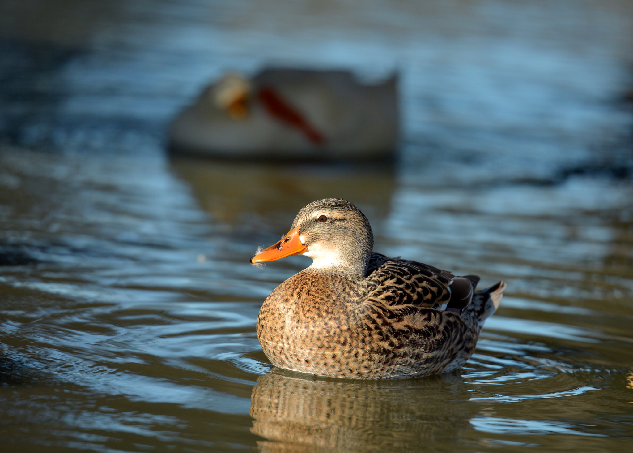 Tamron SP 70-200mm F2.8 Di VC USD sample photo. Duck photography