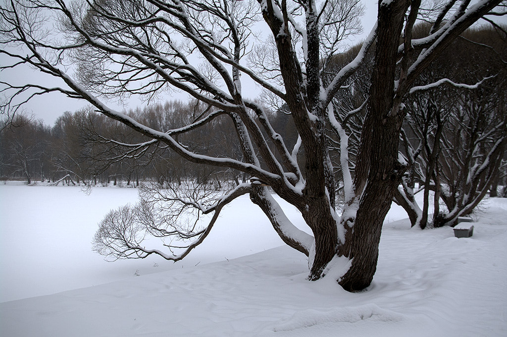 Pentax K-7 sample photo. Trees in park of moscow. photography