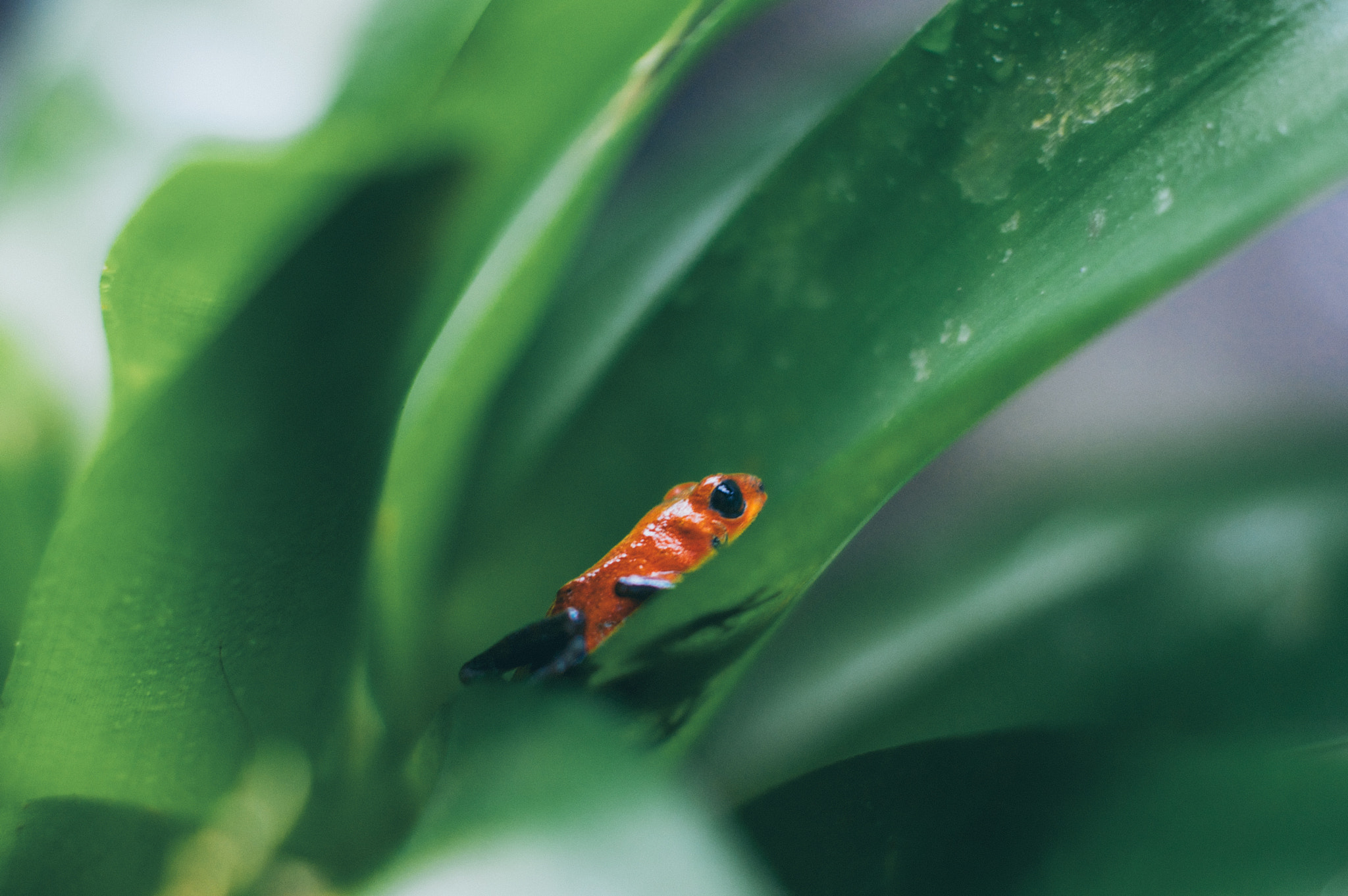 Sony Alpha DSLR-A390 + Sony DT 50mm F1.8 SAM sample photo. Costa rica belleza tropical ❤️ photography