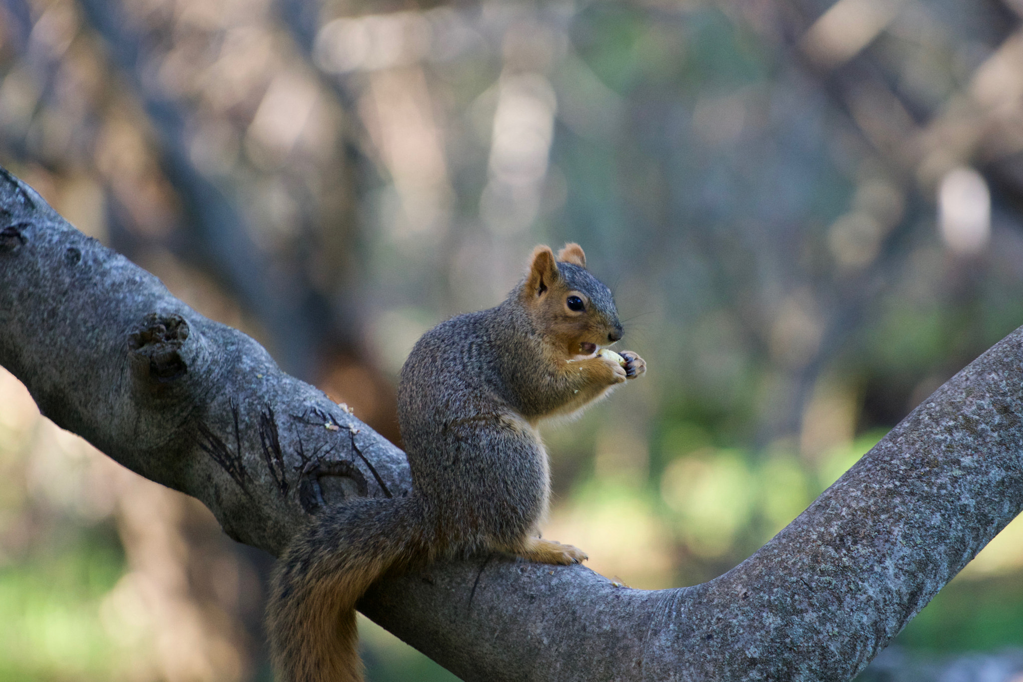 Sony a6000 + Sony FE 70-200mm F4 G OSS sample photo. Lunch time photography