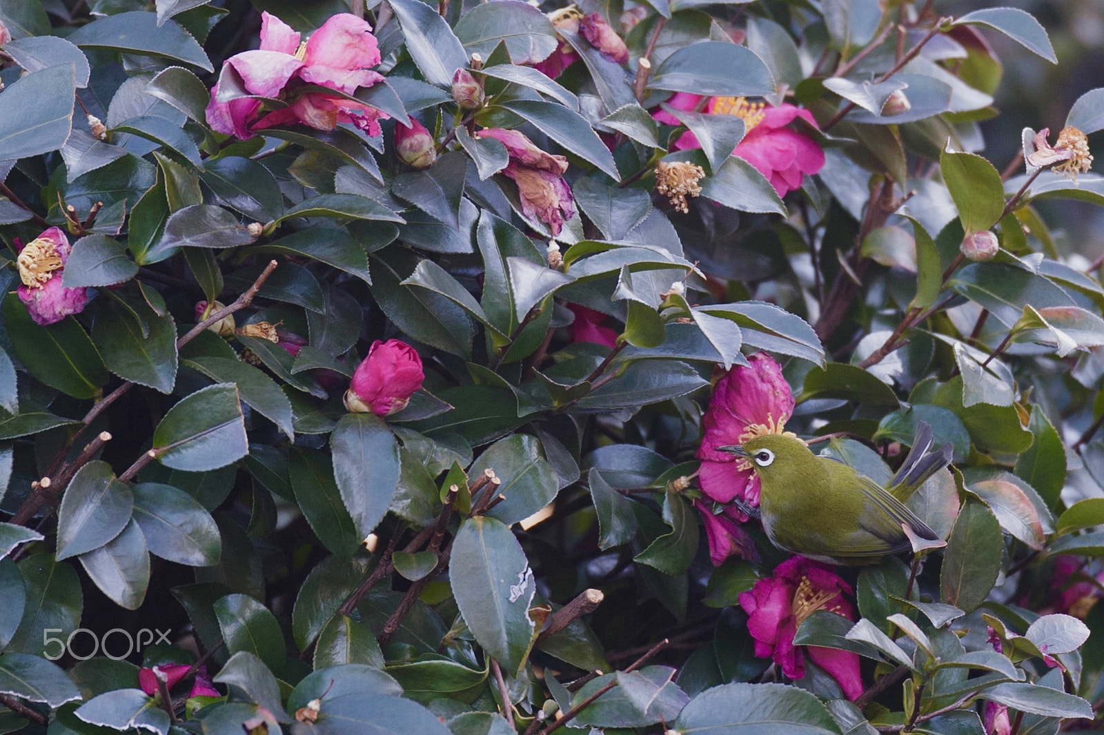 Canon EF 200mm F2.8L II USM sample photo. Kachofugetsu photography