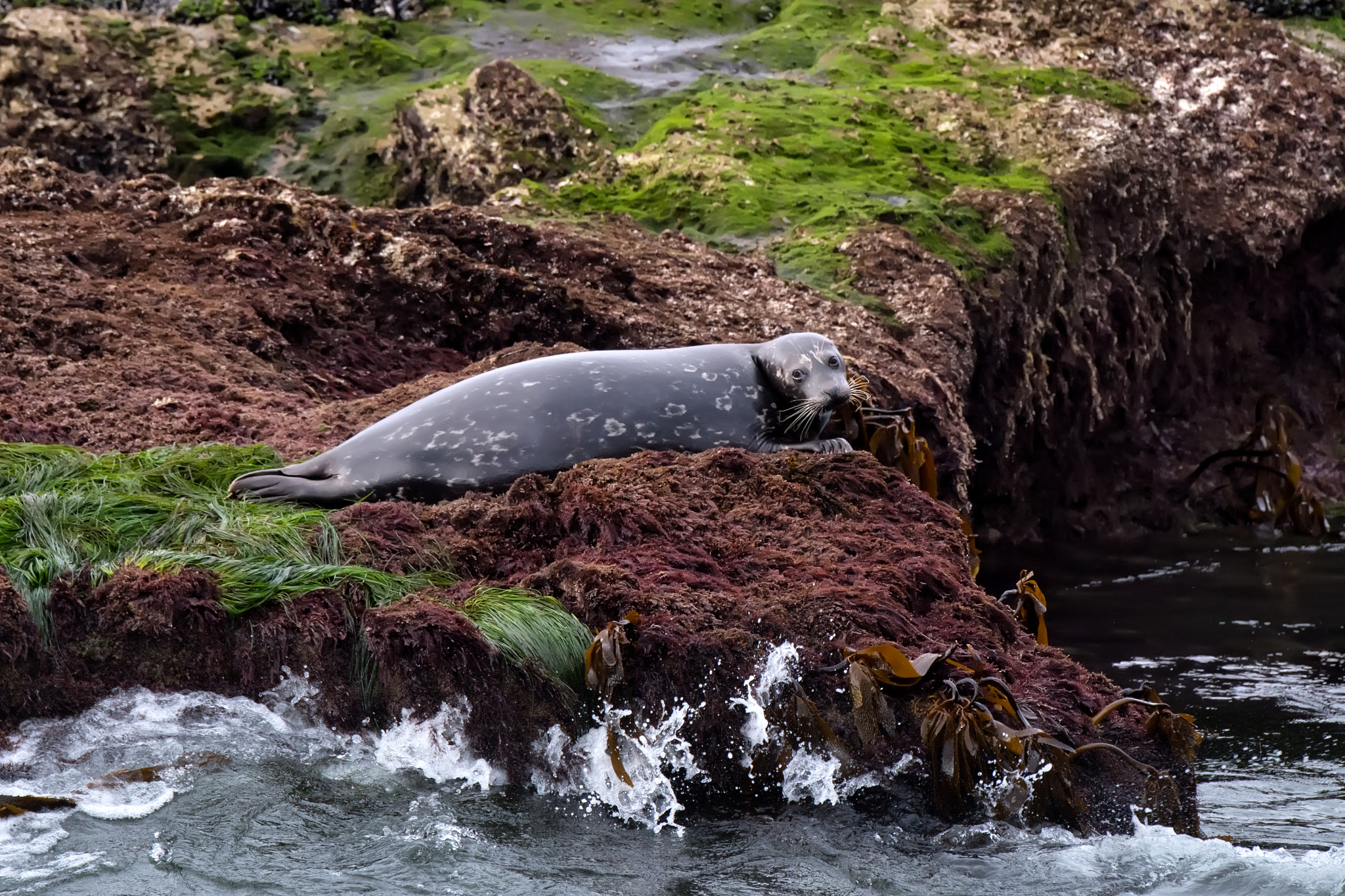 Nikon D5 sample photo. Resting seal photography