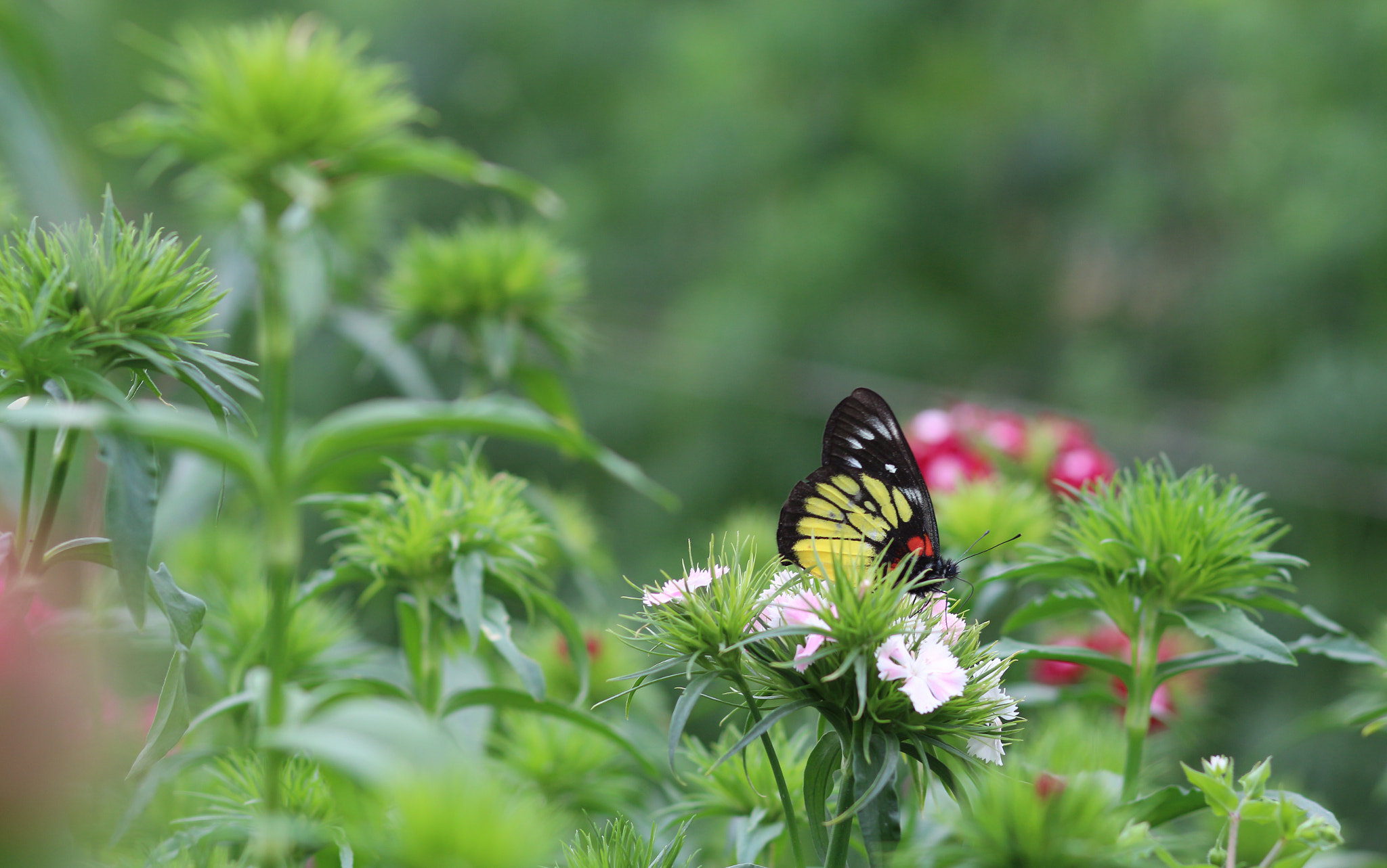 Canon EF 85mm F1.8 USM sample photo. Img photography