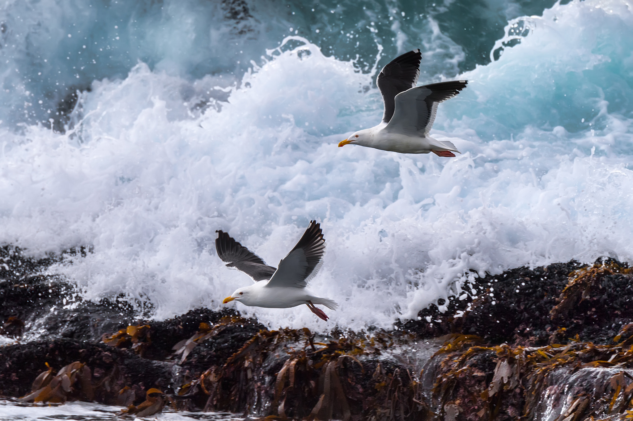 Nikon D5 sample photo. Seagull escape photography