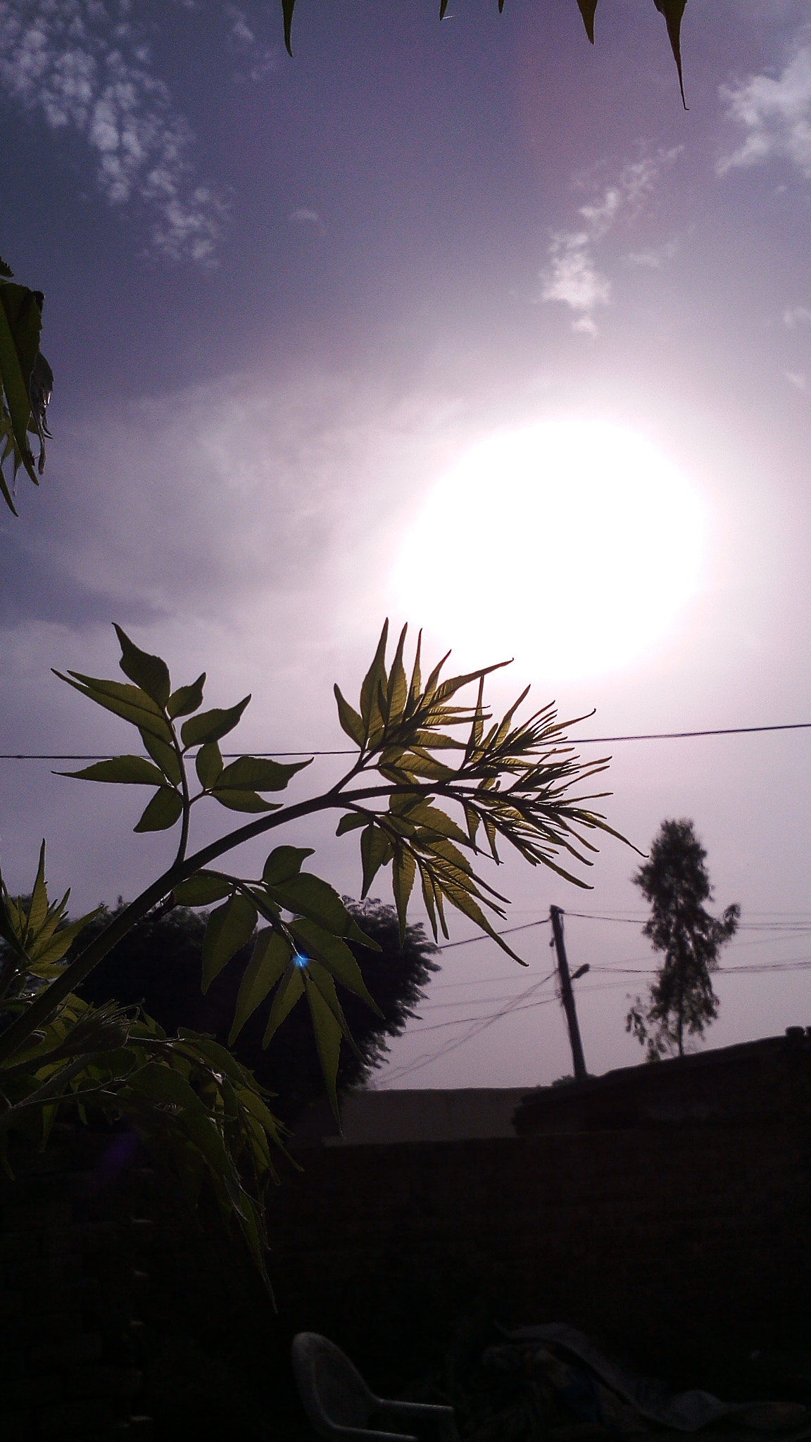 vivo Y15S sample photo. Sun & tree photography