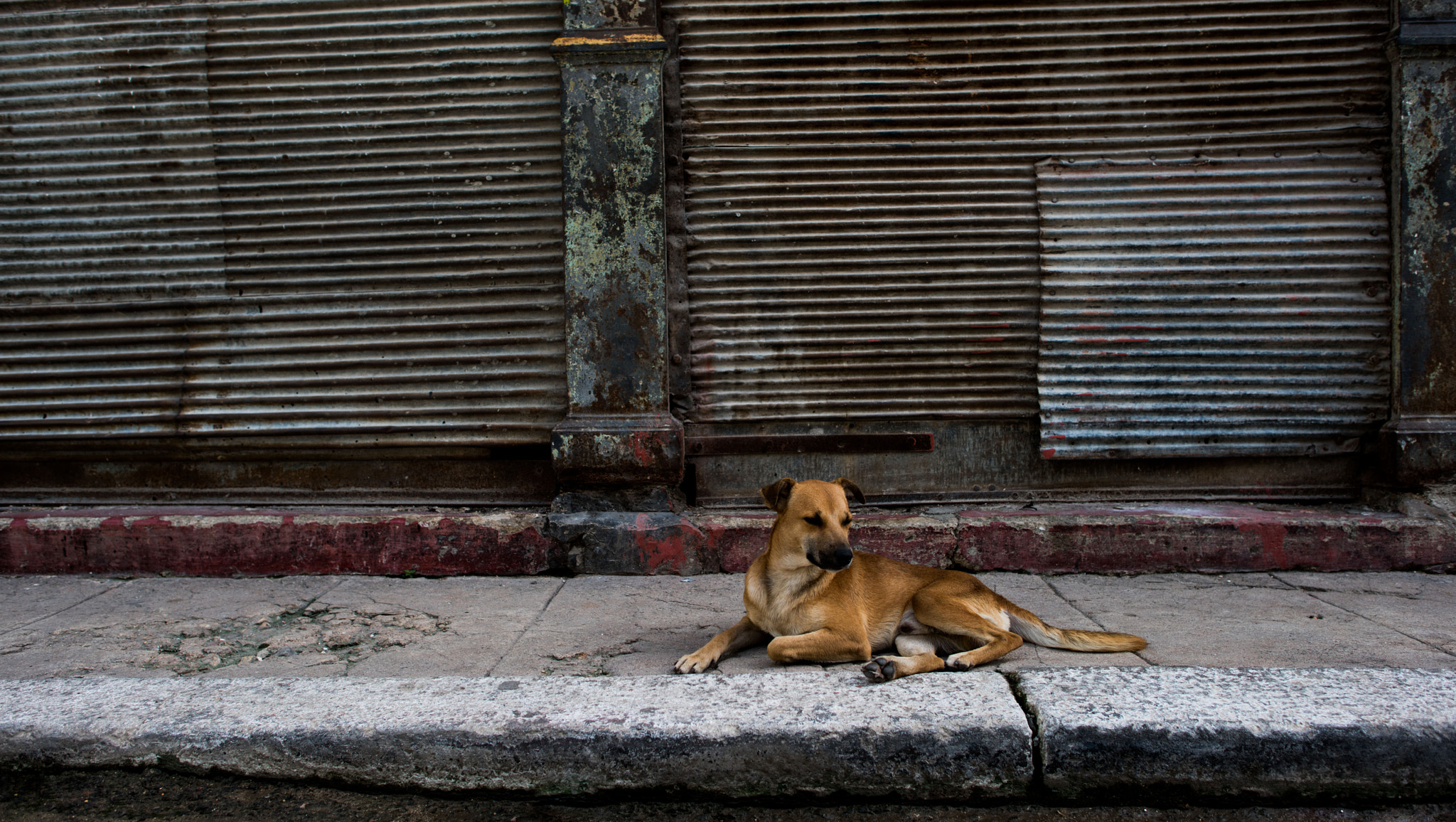 Nikon D810 sample photo. Havana hound photography