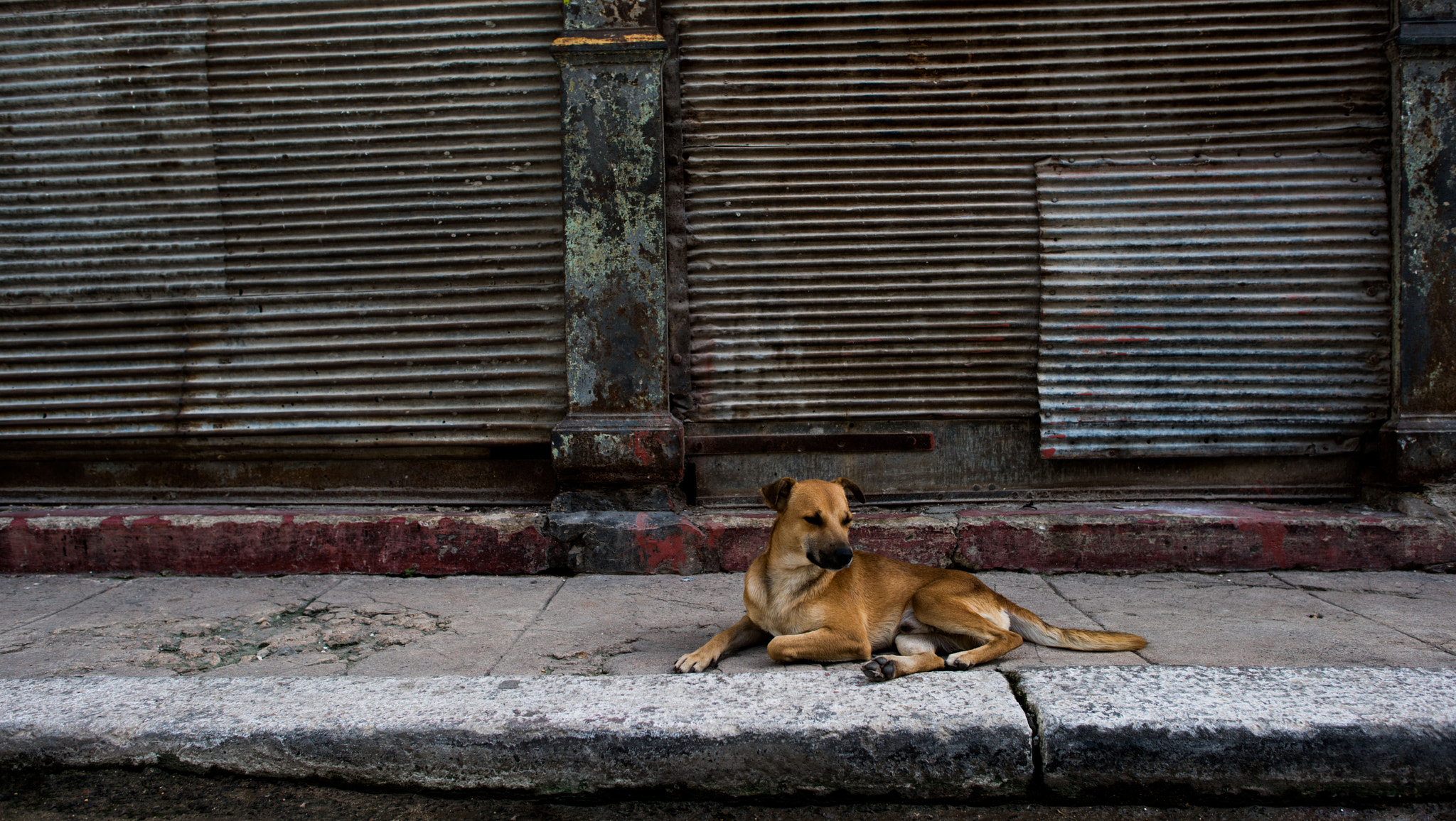 Nikon AF-S Nikkor 24mm F1.4G ED sample photo. Havana hound photography