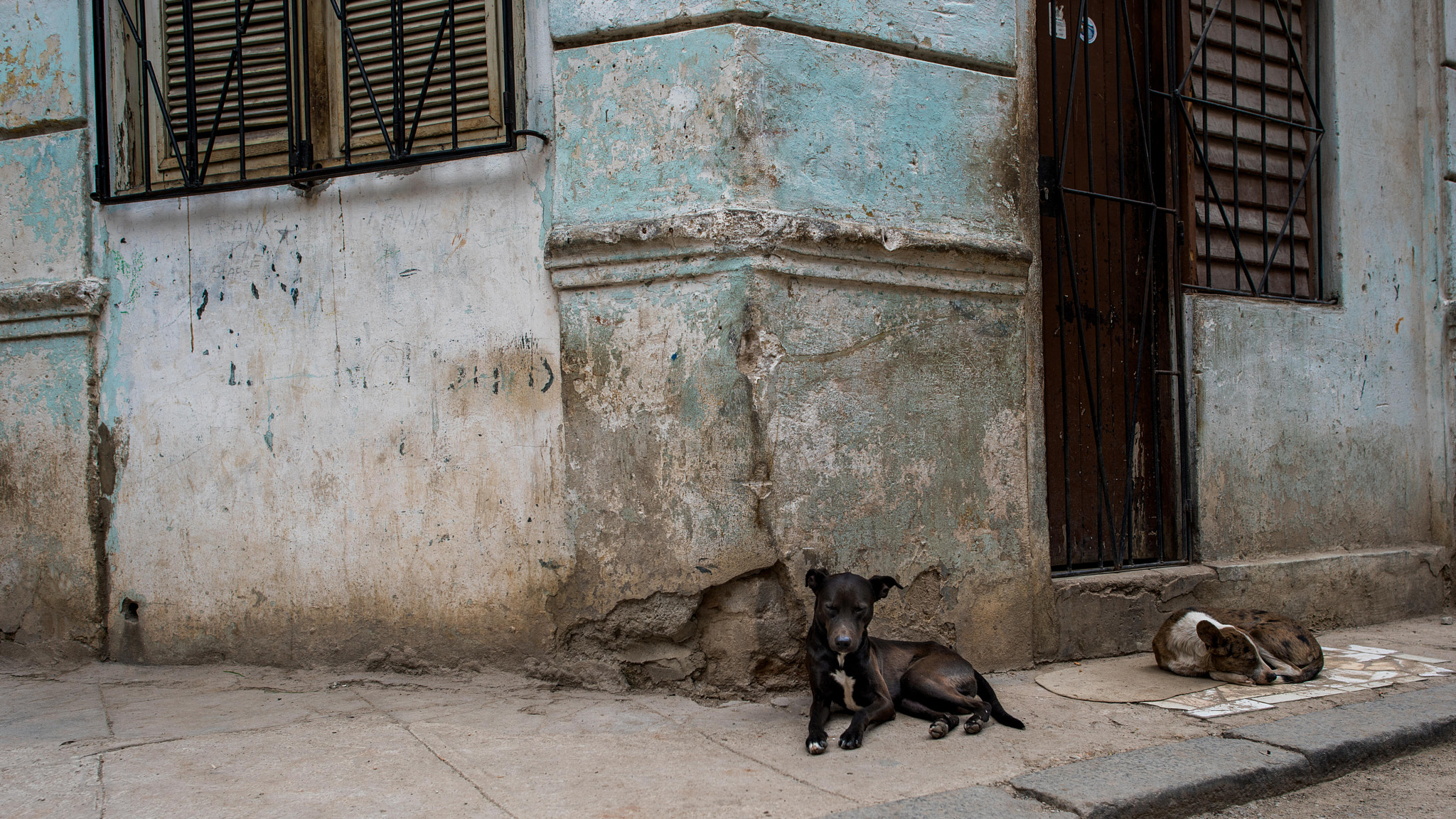 Nikon D810 + Nikon AF-S Nikkor 24mm F1.4G ED sample photo. Havana hounds on the corner photography