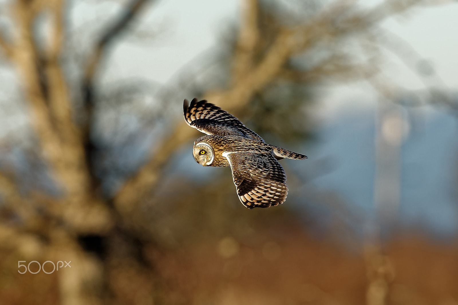 Nikon D4 sample photo. Short-eared owl in flight photography