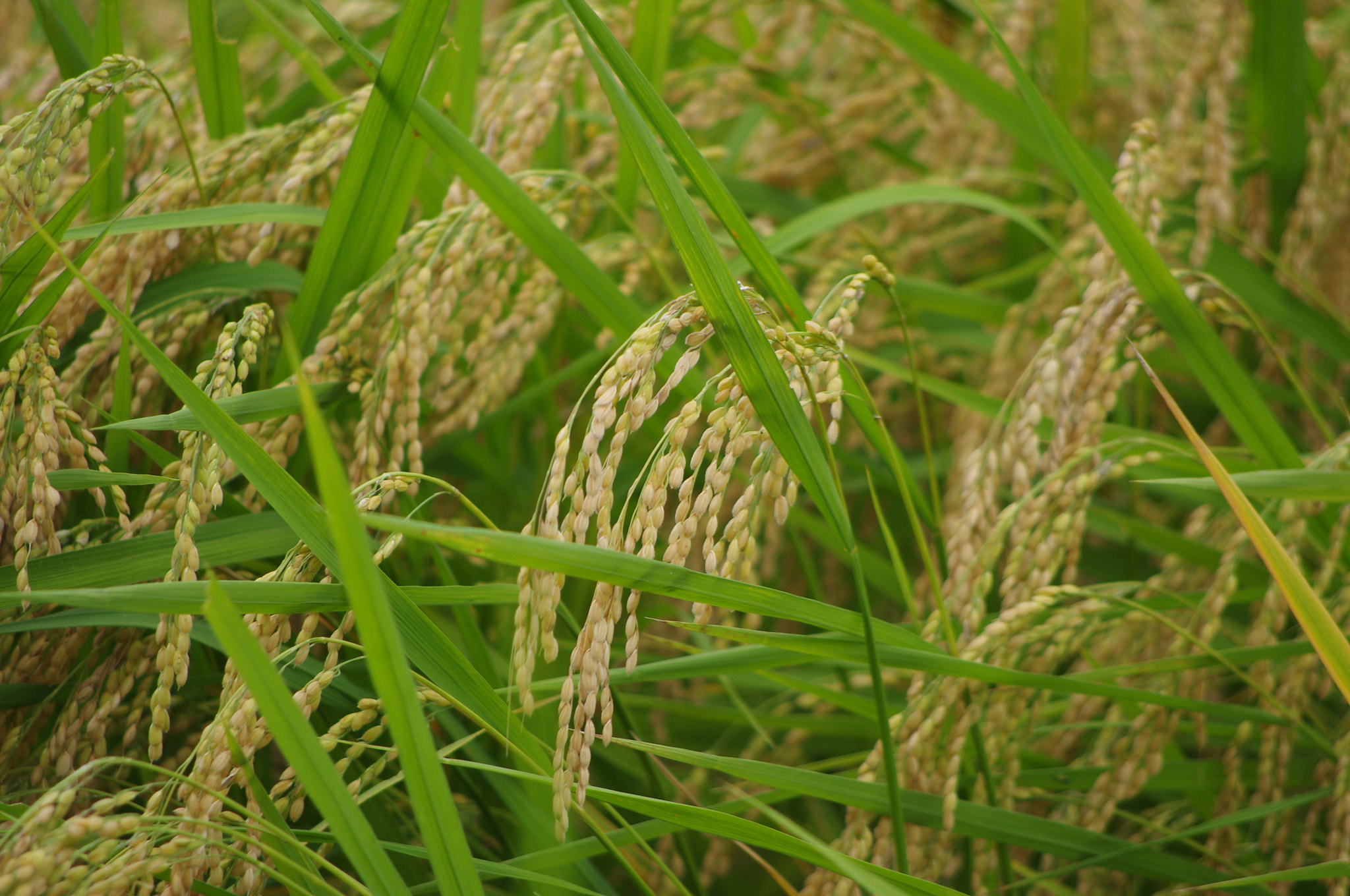 Pentax K-r + smc PENTAX-DA L 55-300mm F4-5.8 ED sample photo. (for me)no rice, no life. photography