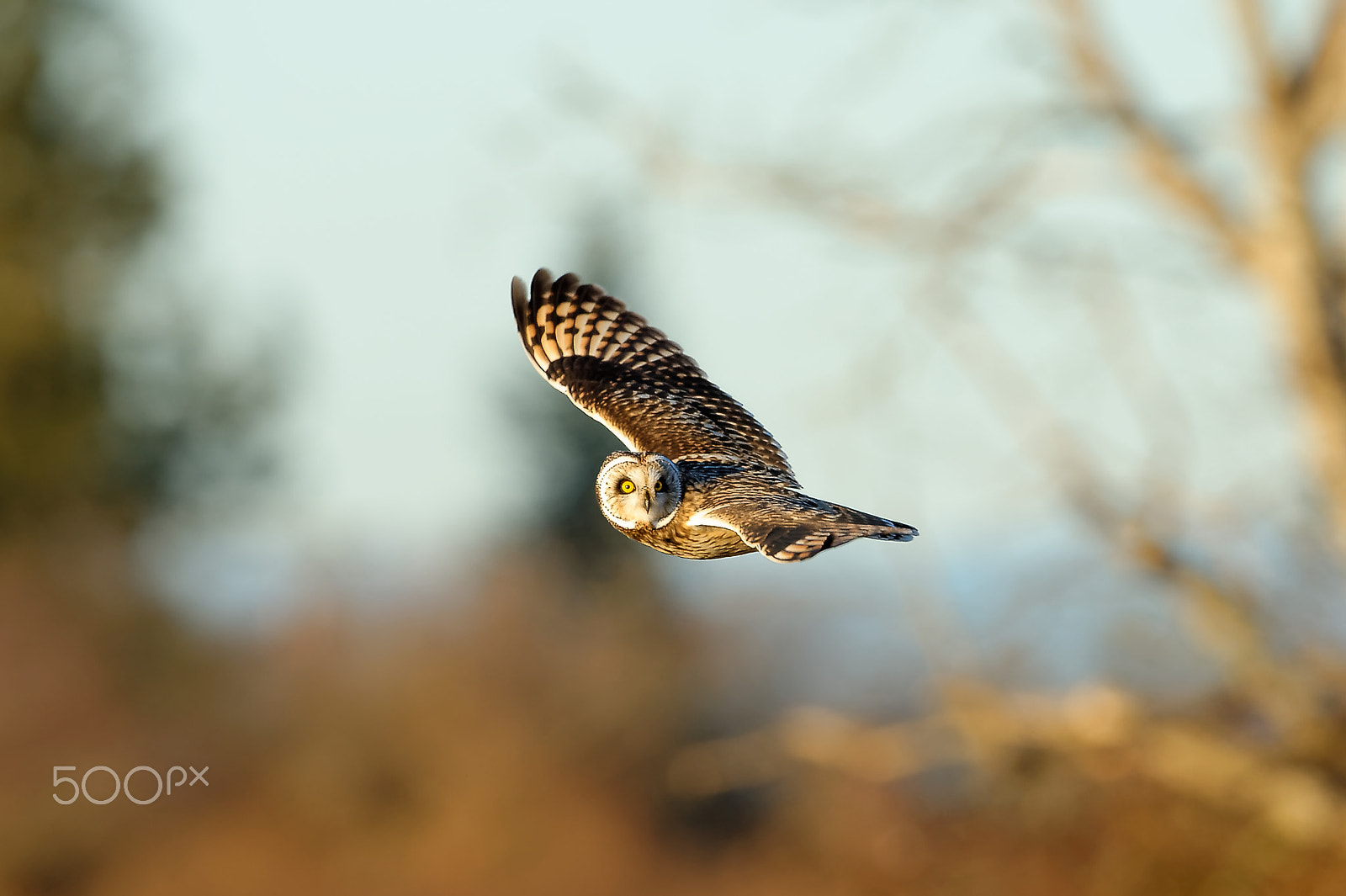 Nikon D4 + Nikon AF-S Nikkor 500mm F4G ED VR sample photo. Owl looking at you photography