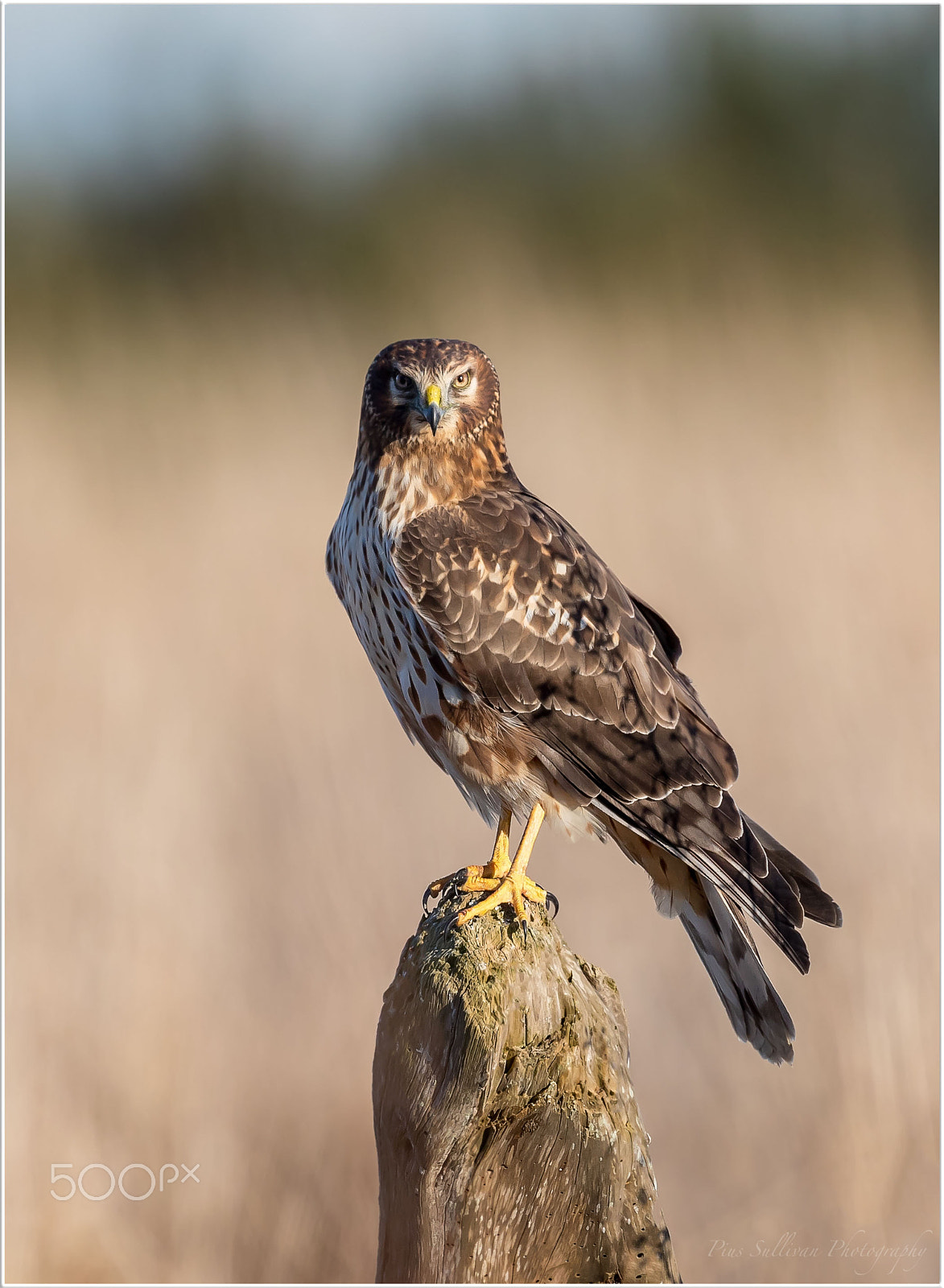 Canon EF 400mm F4 DO IS II USM sample photo. Northern harrier photography