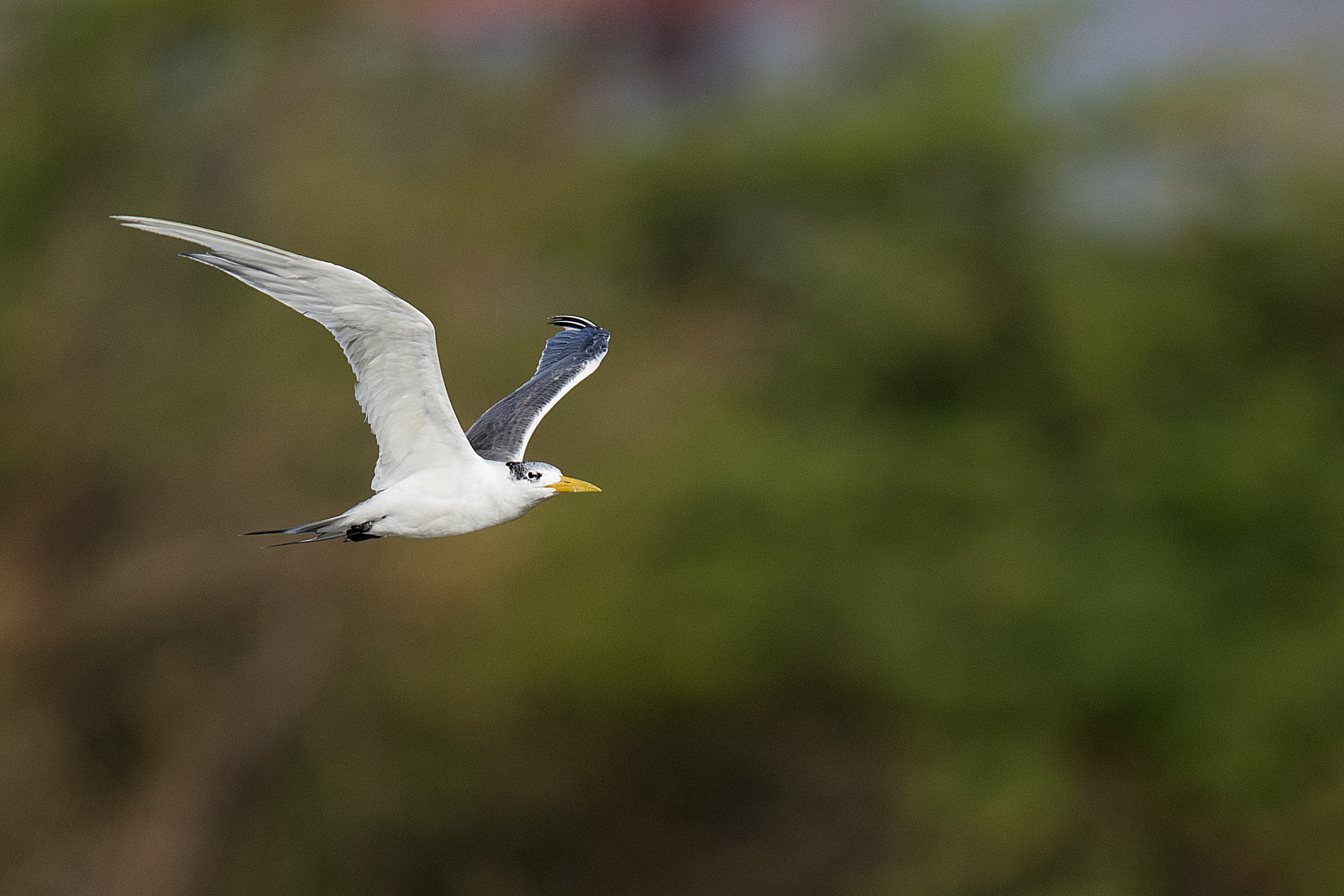 Canon EOS 7D Mark II sample photo. A greater crested tern photography