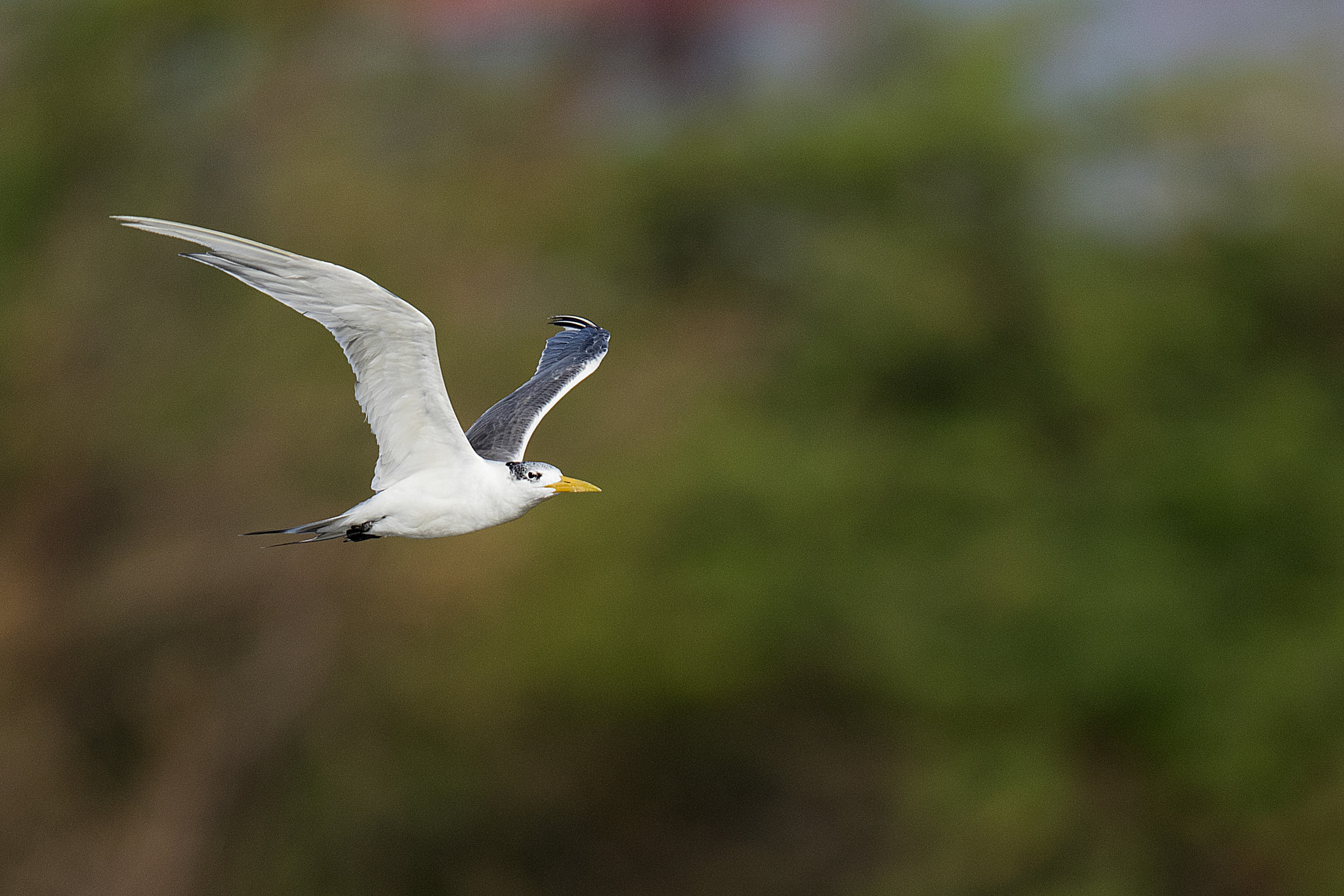 Canon EF 600mm F4L IS II USM sample photo. A greater crested tern photography