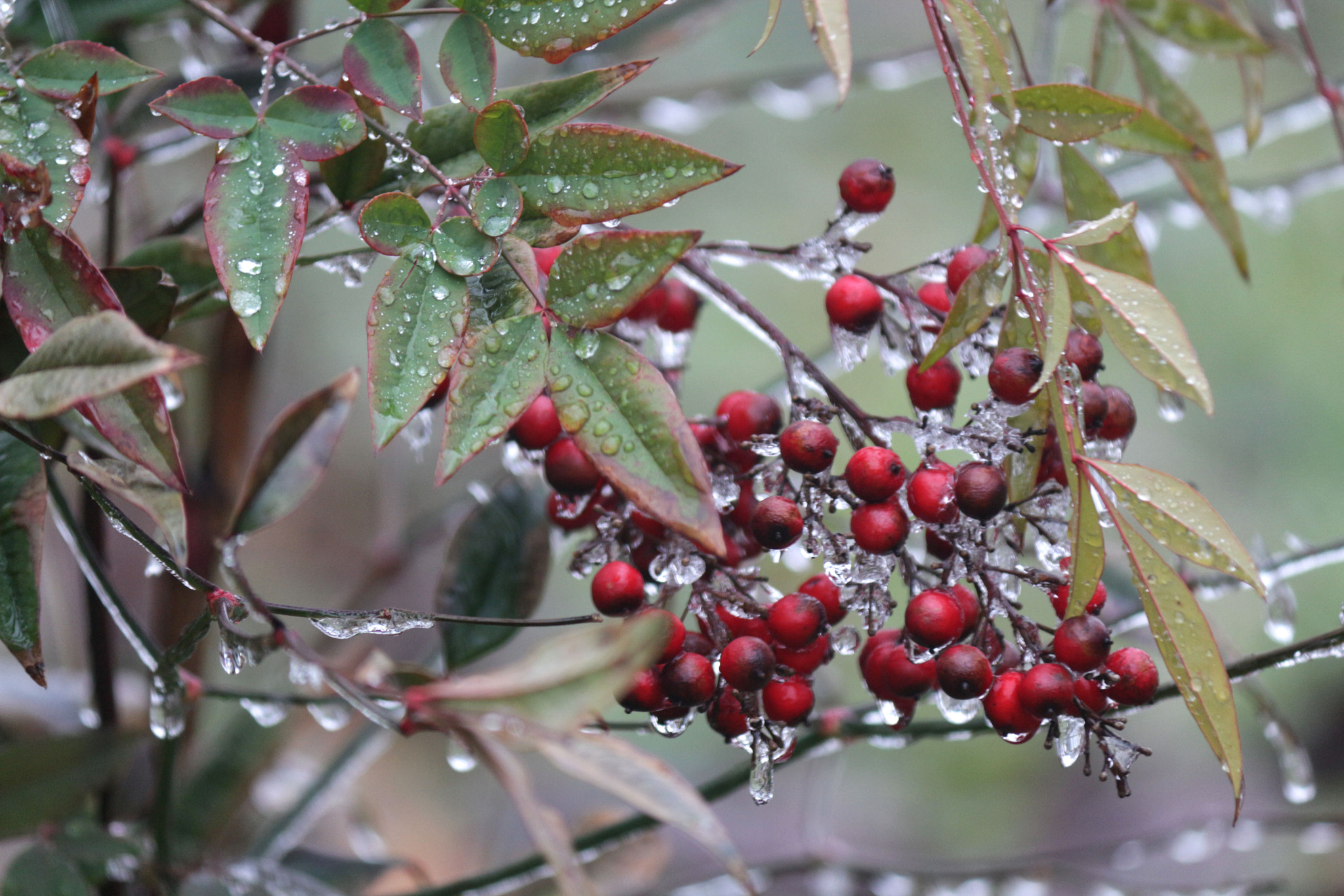 Canon EOS 650D (EOS Rebel T4i / EOS Kiss X6i) sample photo. Red berries photography