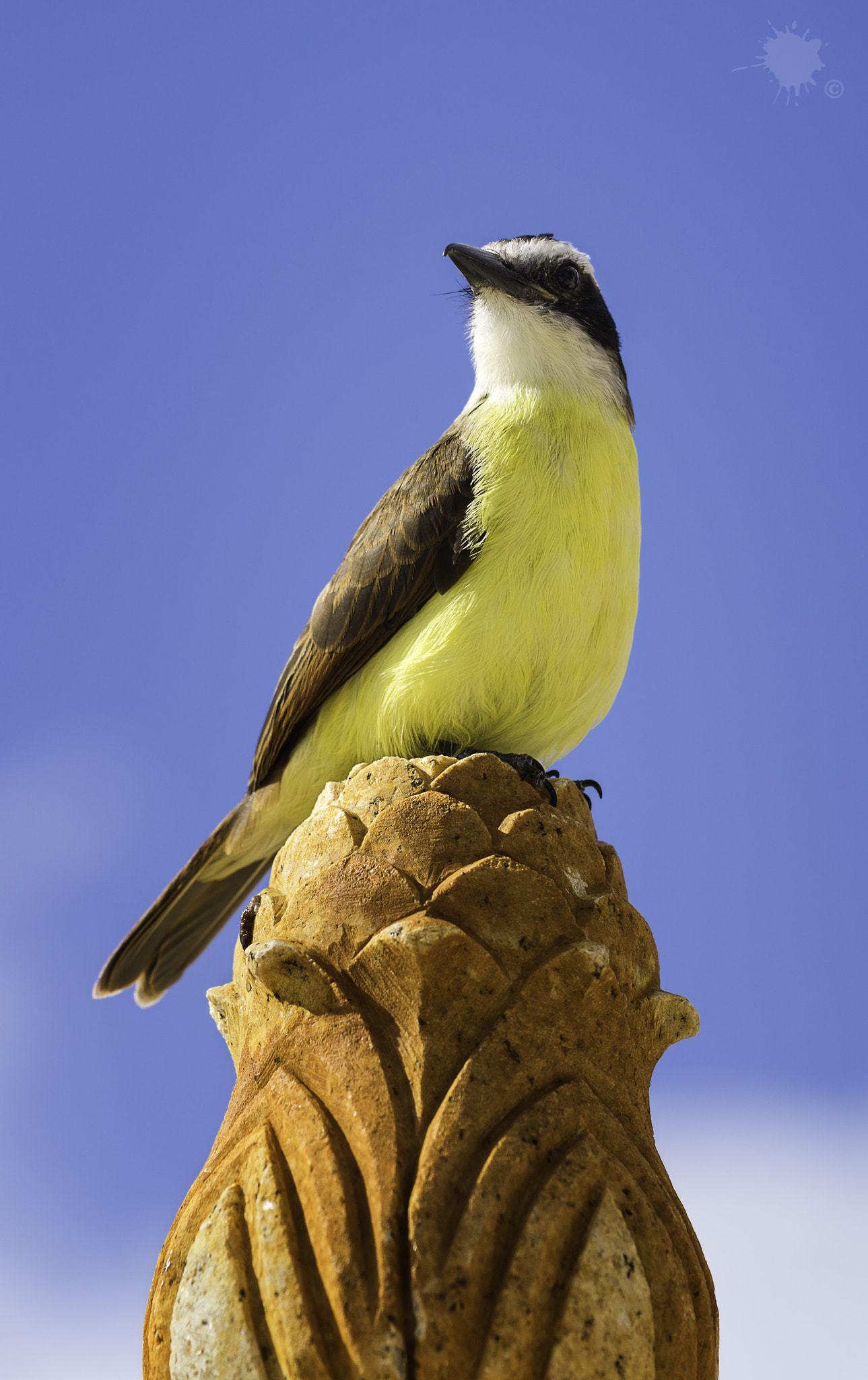 Sigma 150mm F2.8 EX DG Macro HSM sample photo. Perched photography