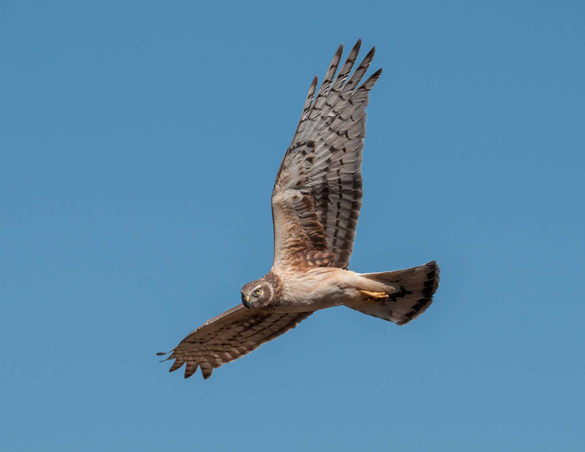 Nikon AF-S Nikkor 200-500mm F5.6E ED VR sample photo. Northern harrier photography