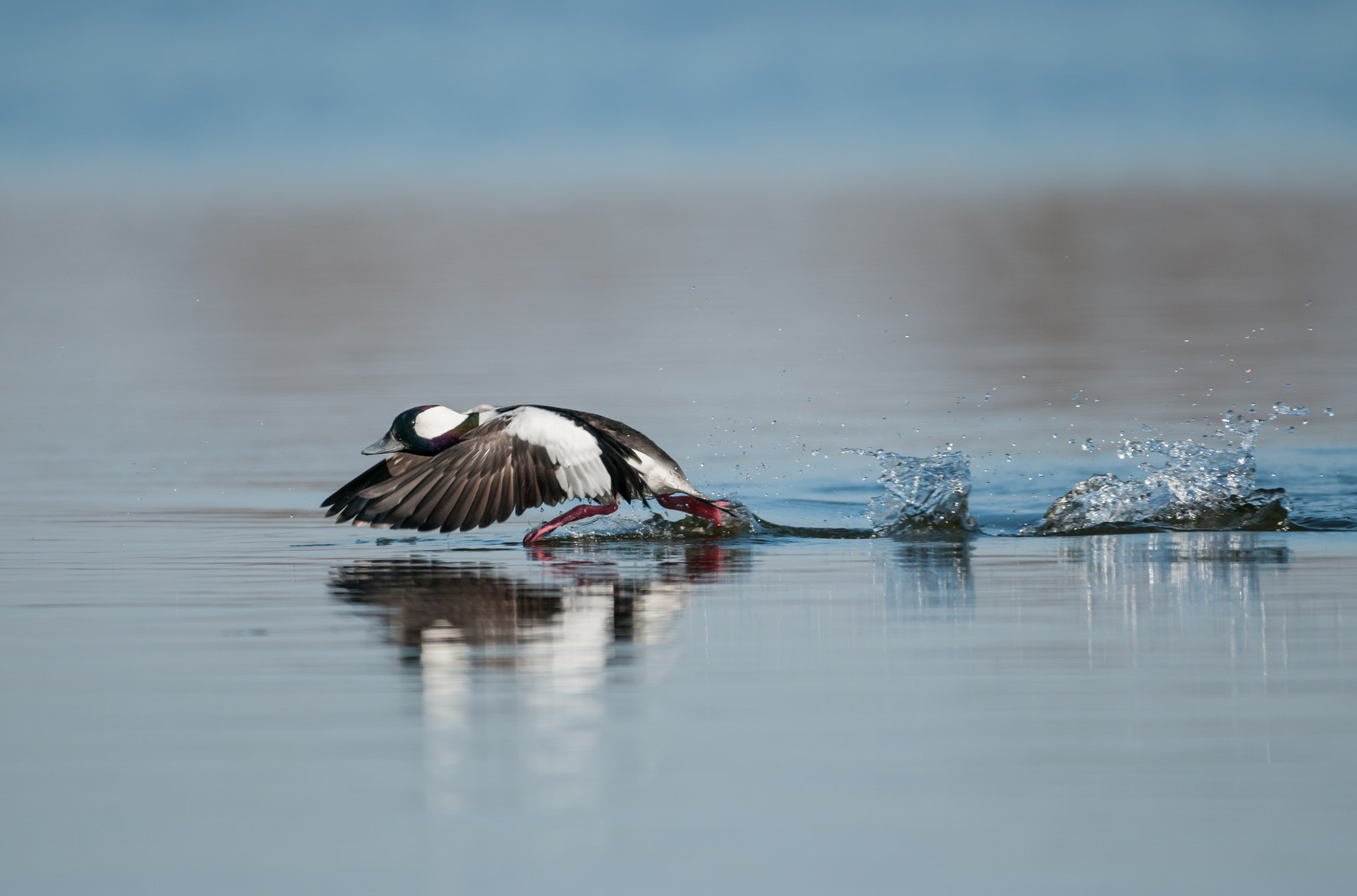Nikon AF-S Nikkor 200-500mm F5.6E ED VR sample photo. Bufflehead photography