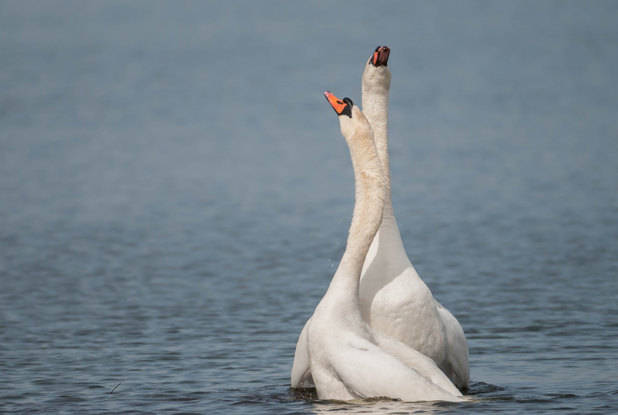 Nikon AF-S Nikkor 200-500mm F5.6E ED VR sample photo. Swans photography