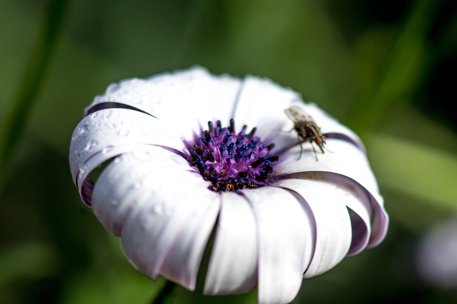 Pentax K-3 sample photo. Blurry fly photography
