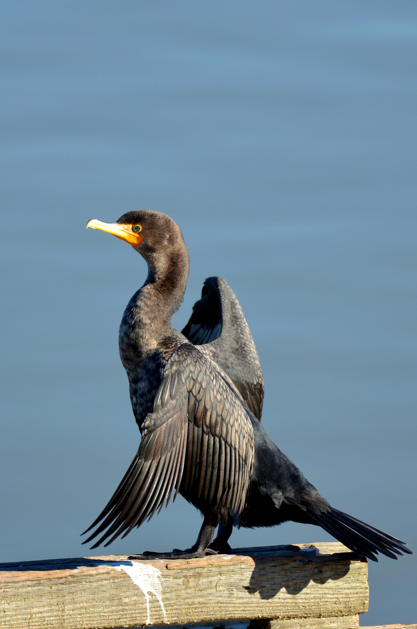 Tamron SP 70-200mm F2.8 Di VC USD sample photo. Ready to fly photography