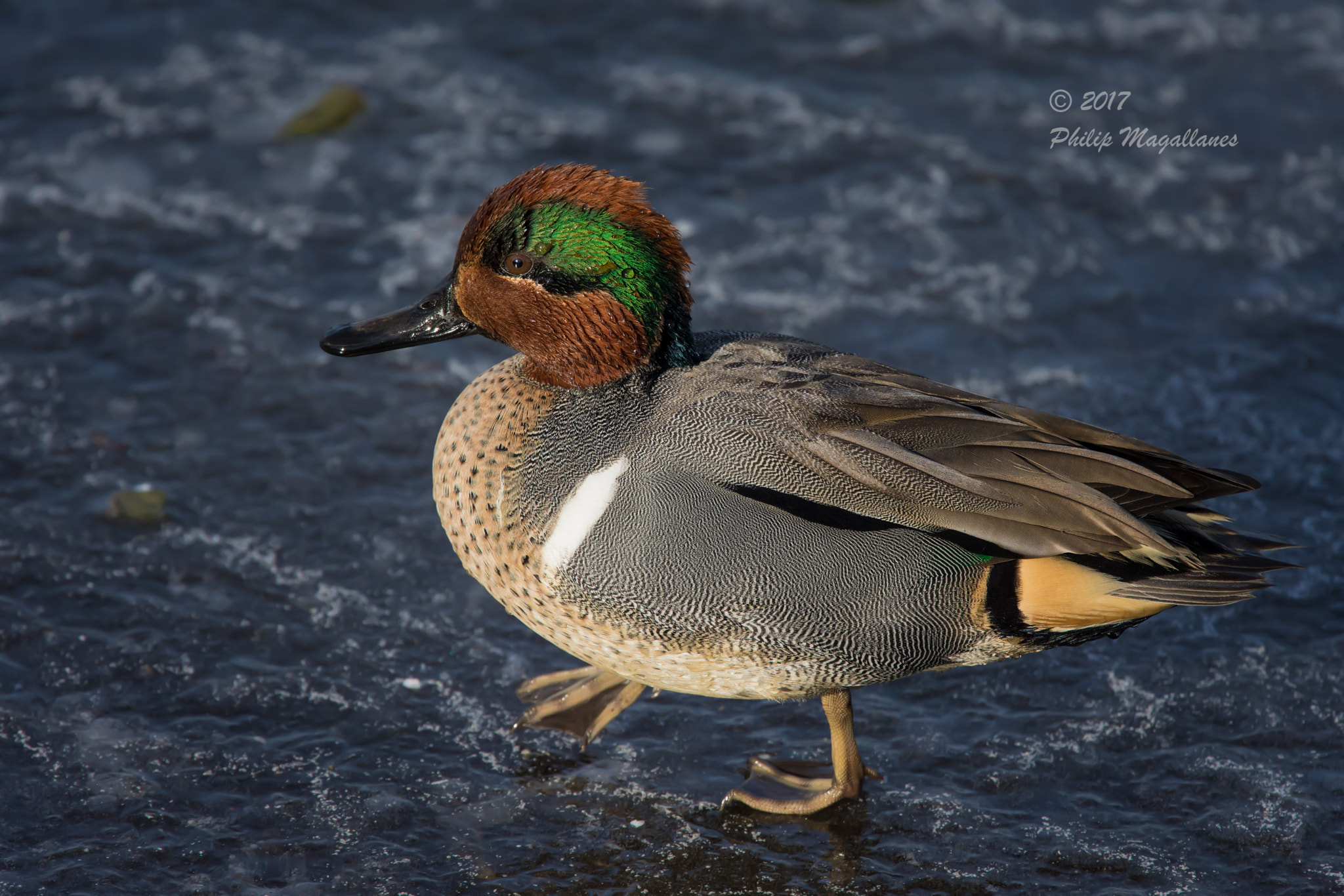 Nikon Nikkor AF-S 300mm F4E PF ED VR sample photo. Green winged teal on ice photography