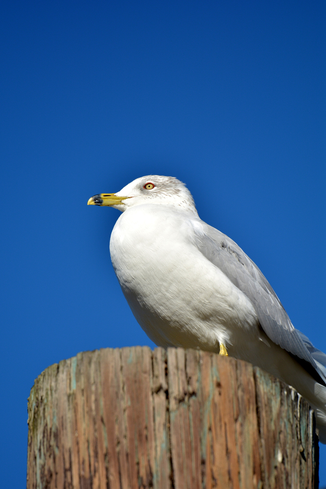 Tamron SP 70-200mm F2.8 Di VC USD sample photo. California gull photography